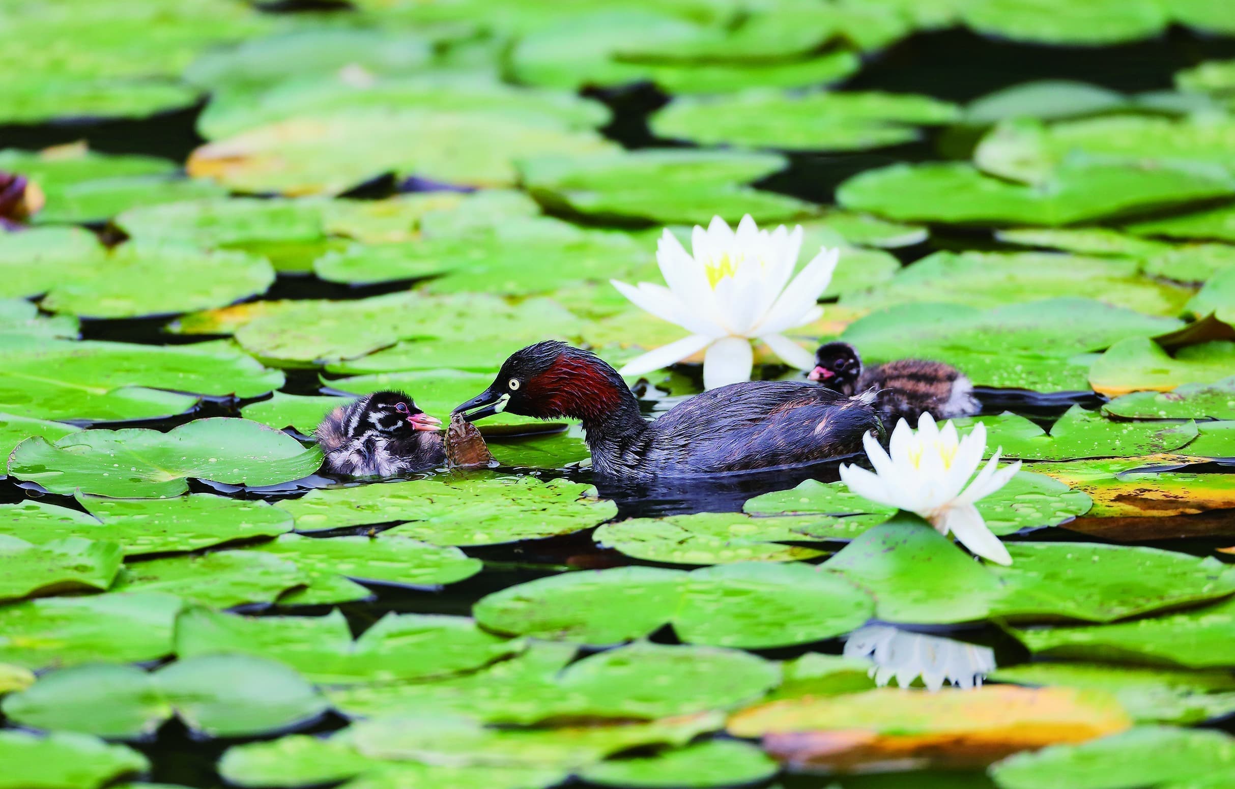野鳥カレンダーカイツブリ