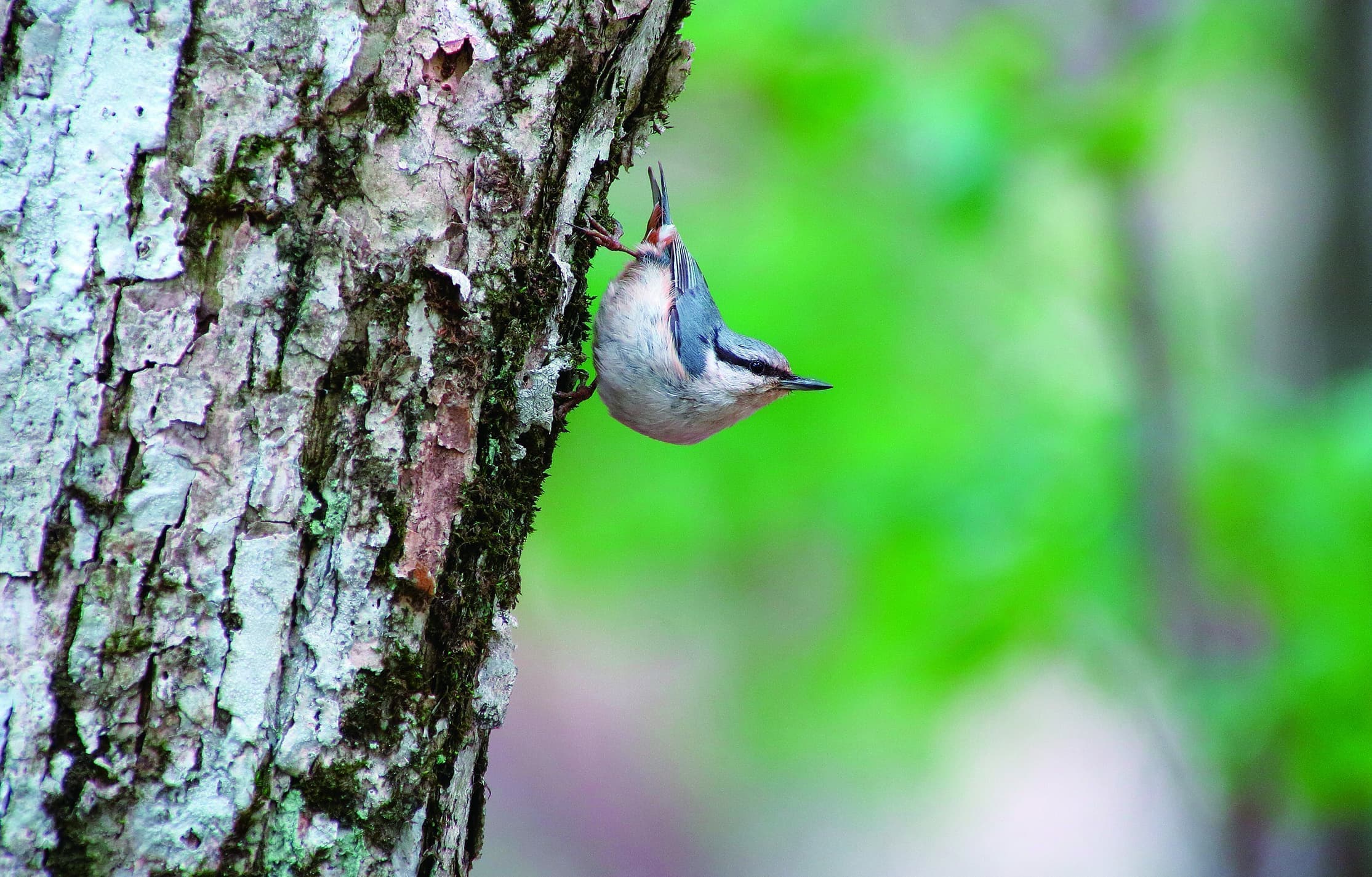 野鳥カレンダーコジュウカラ