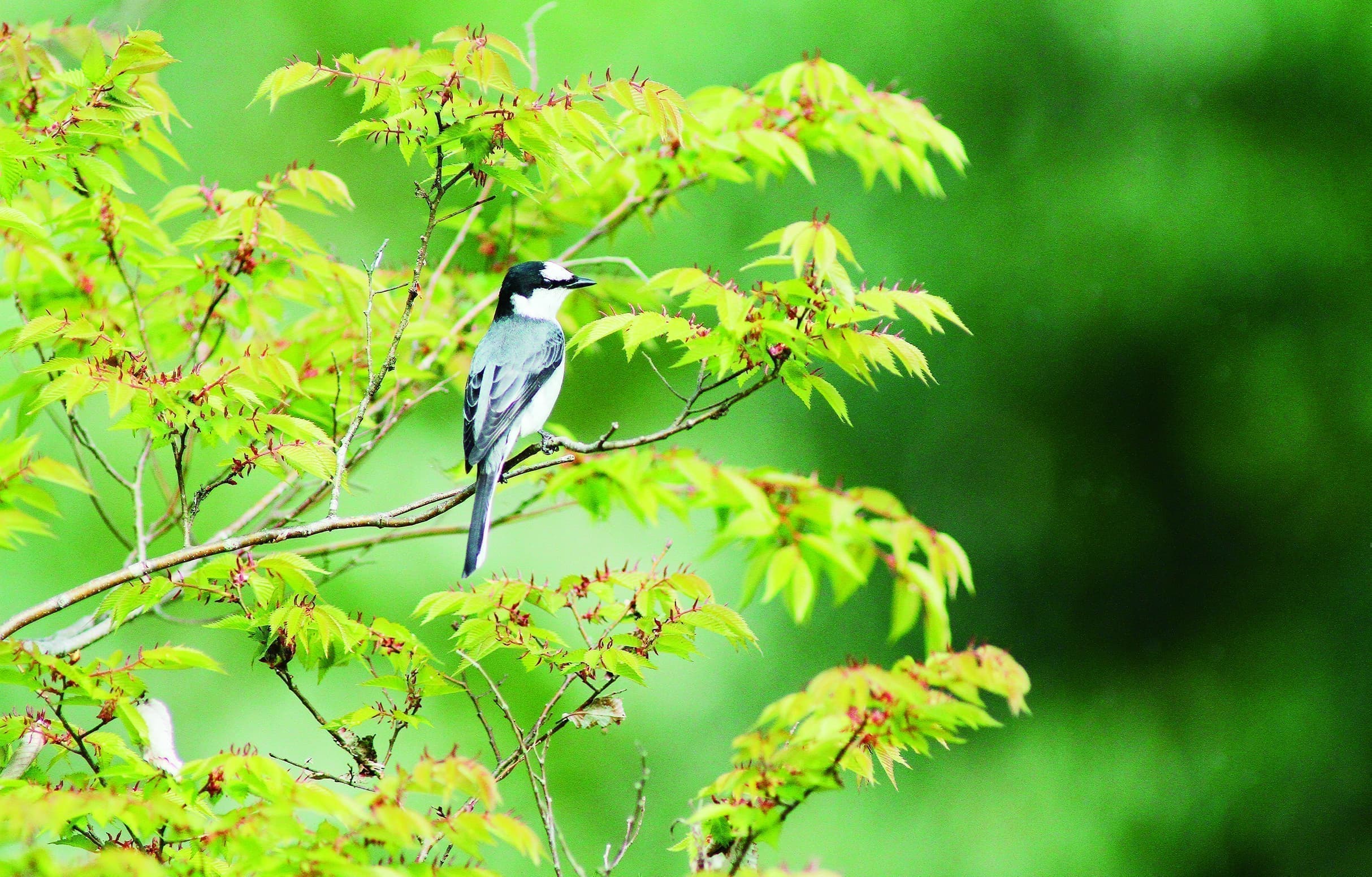 野鳥カレンダーサンショウクイ