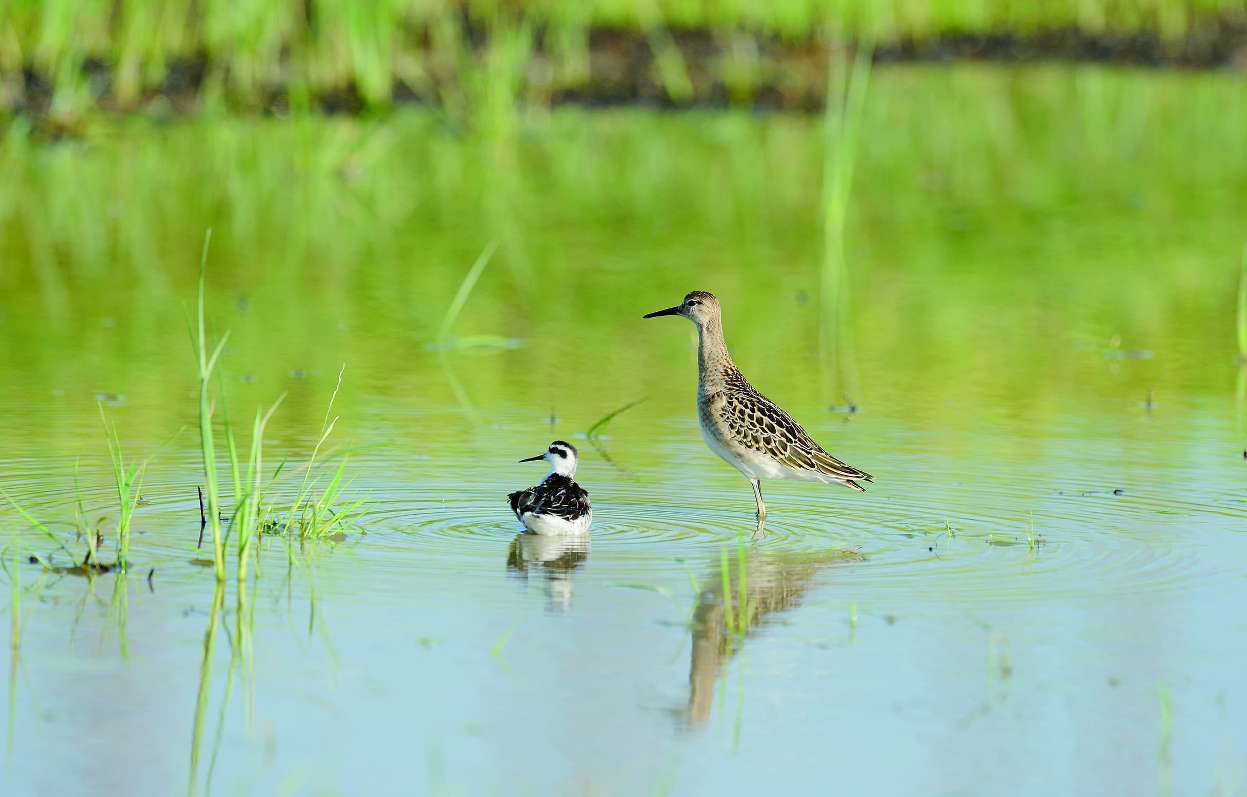 野鳥カレンダーアカエリヒレアシシギエリマキシギ