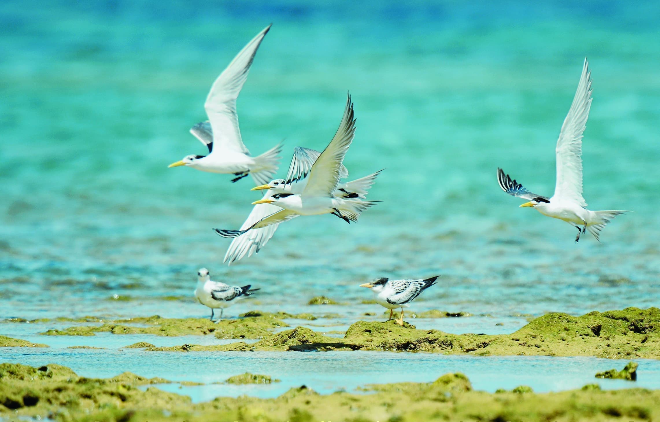 野鳥カレンダーオオアジサシ