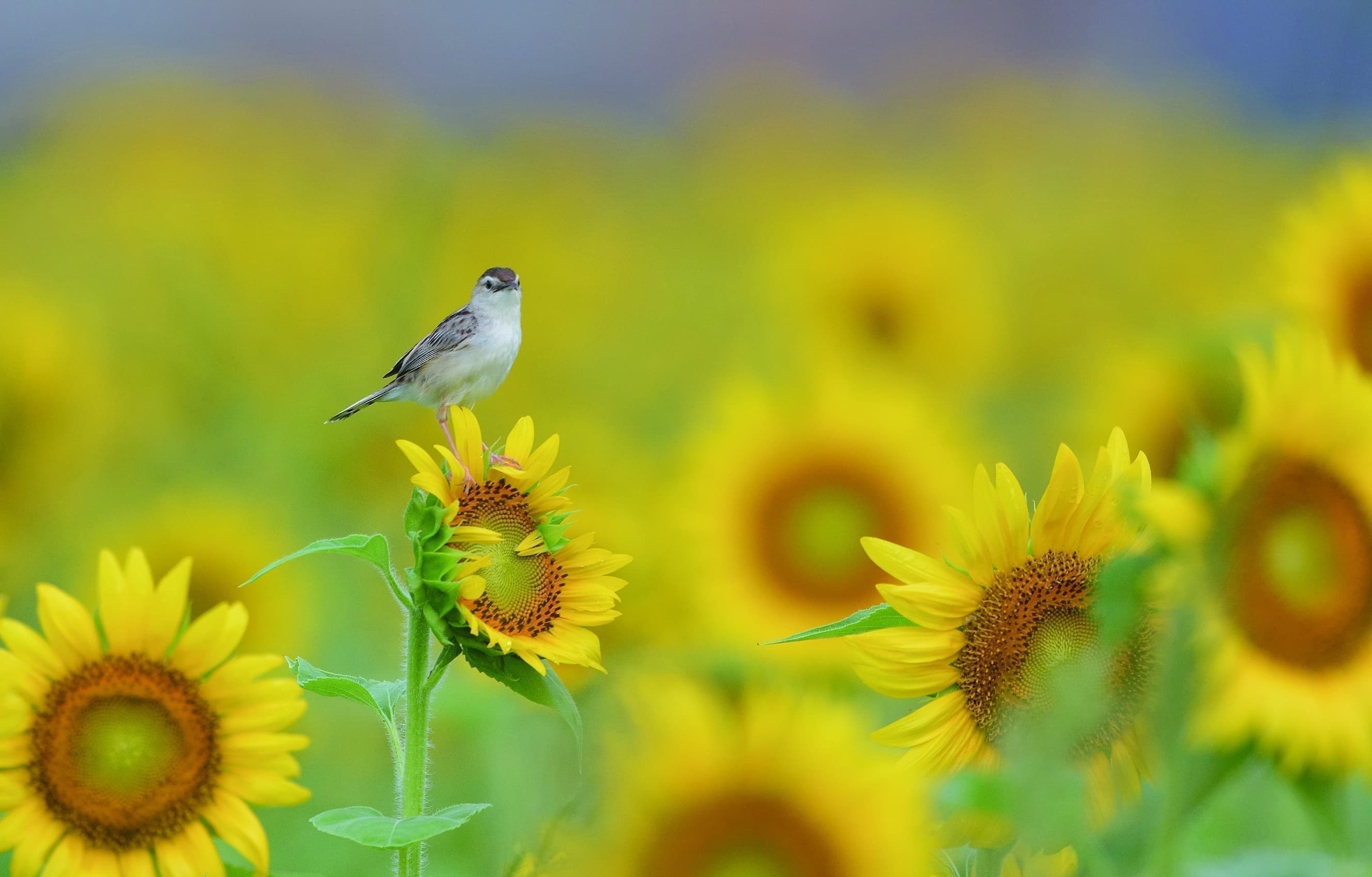 野鳥カレンダーセッカ