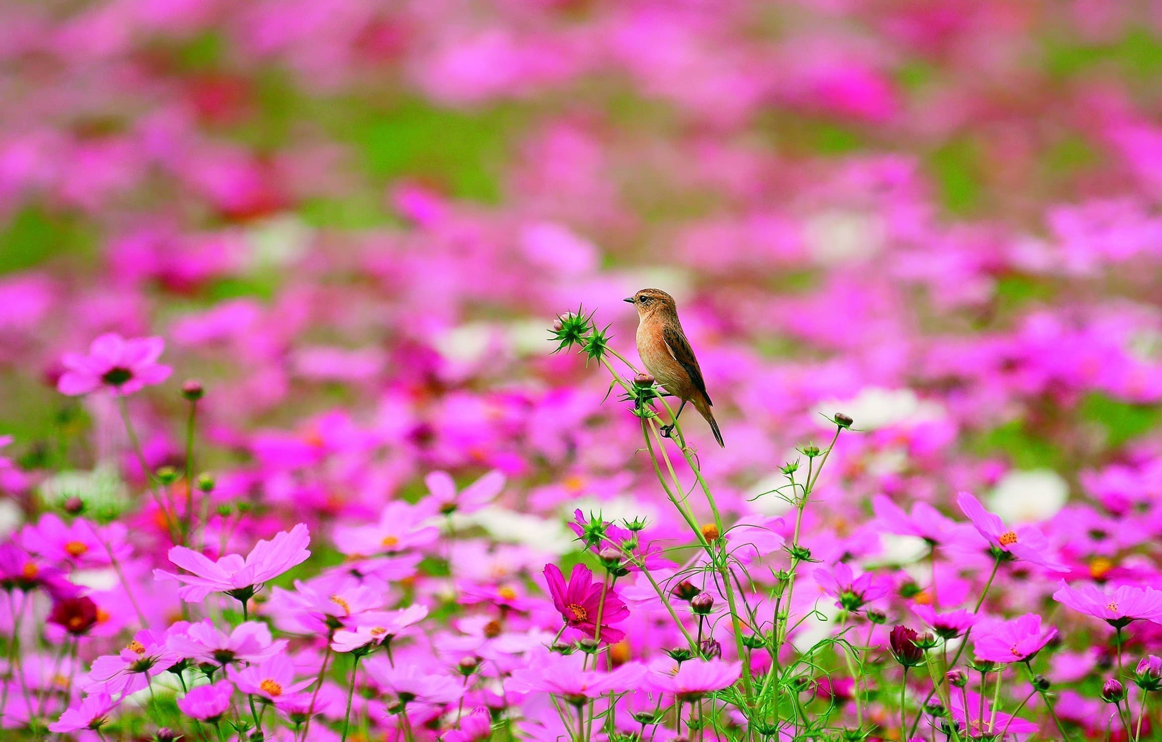 野鳥カレンダーノビタキ
