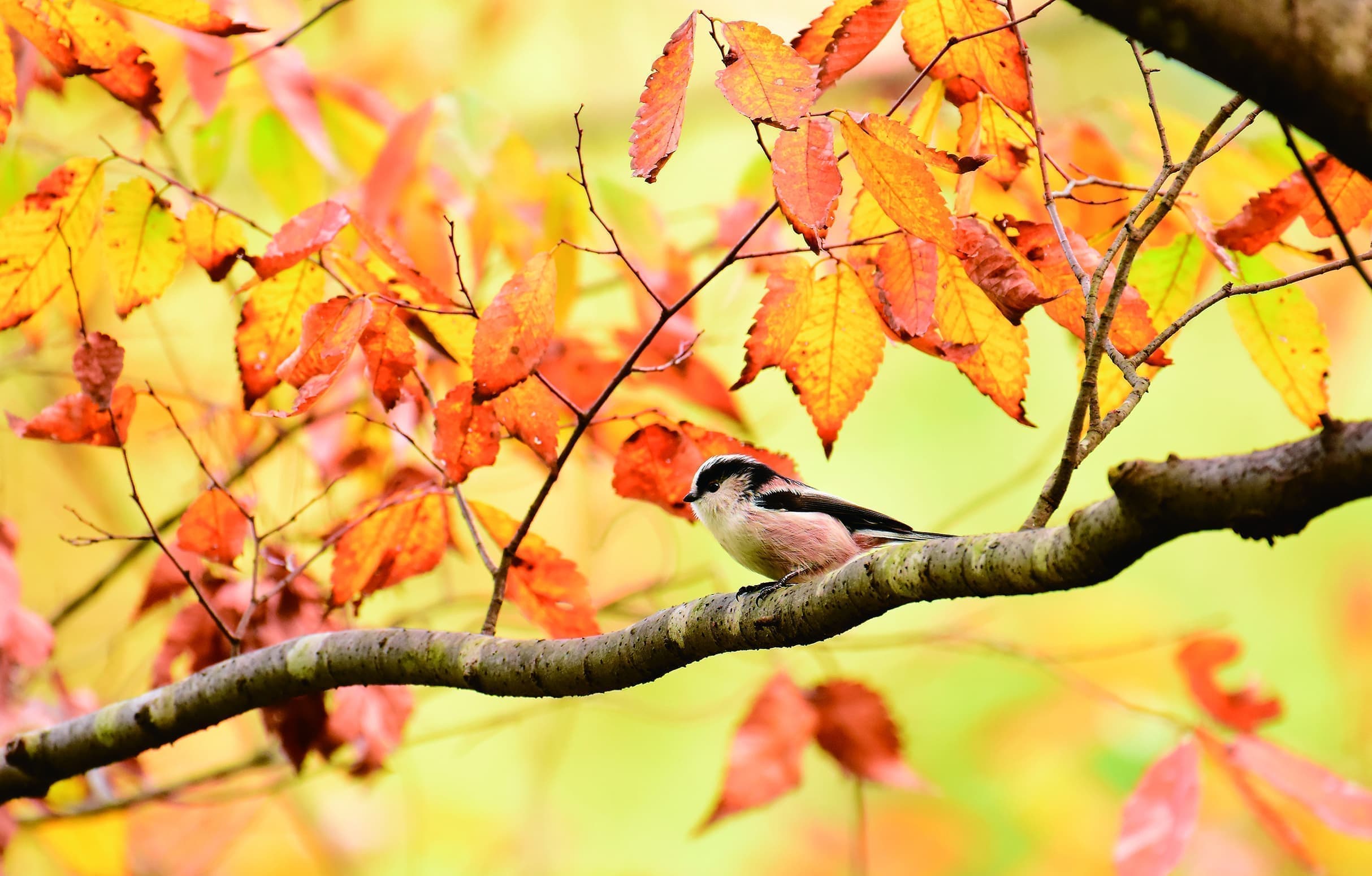 野鳥カレンダーエナガ