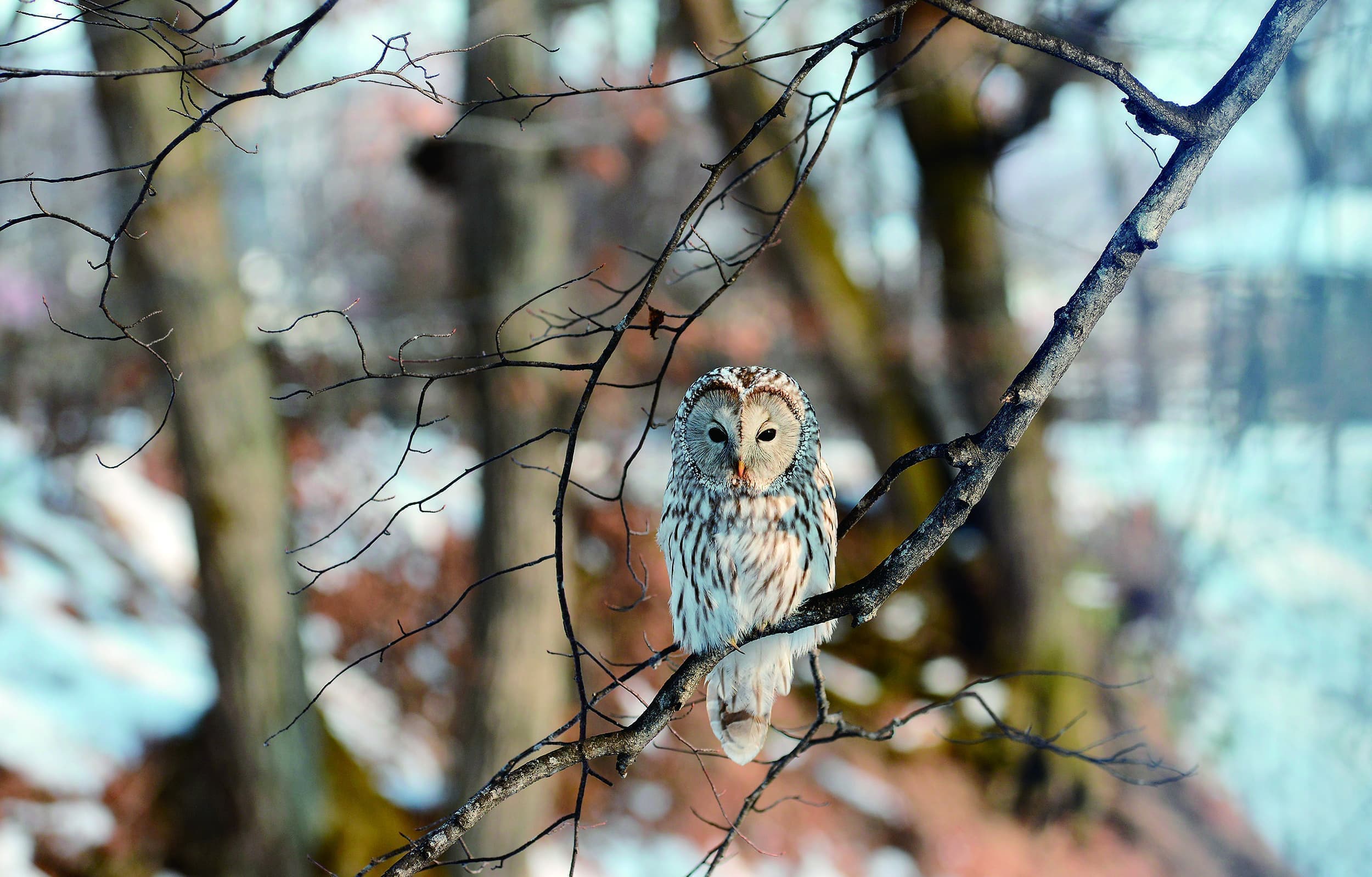 野鳥カレンダーフクロウ