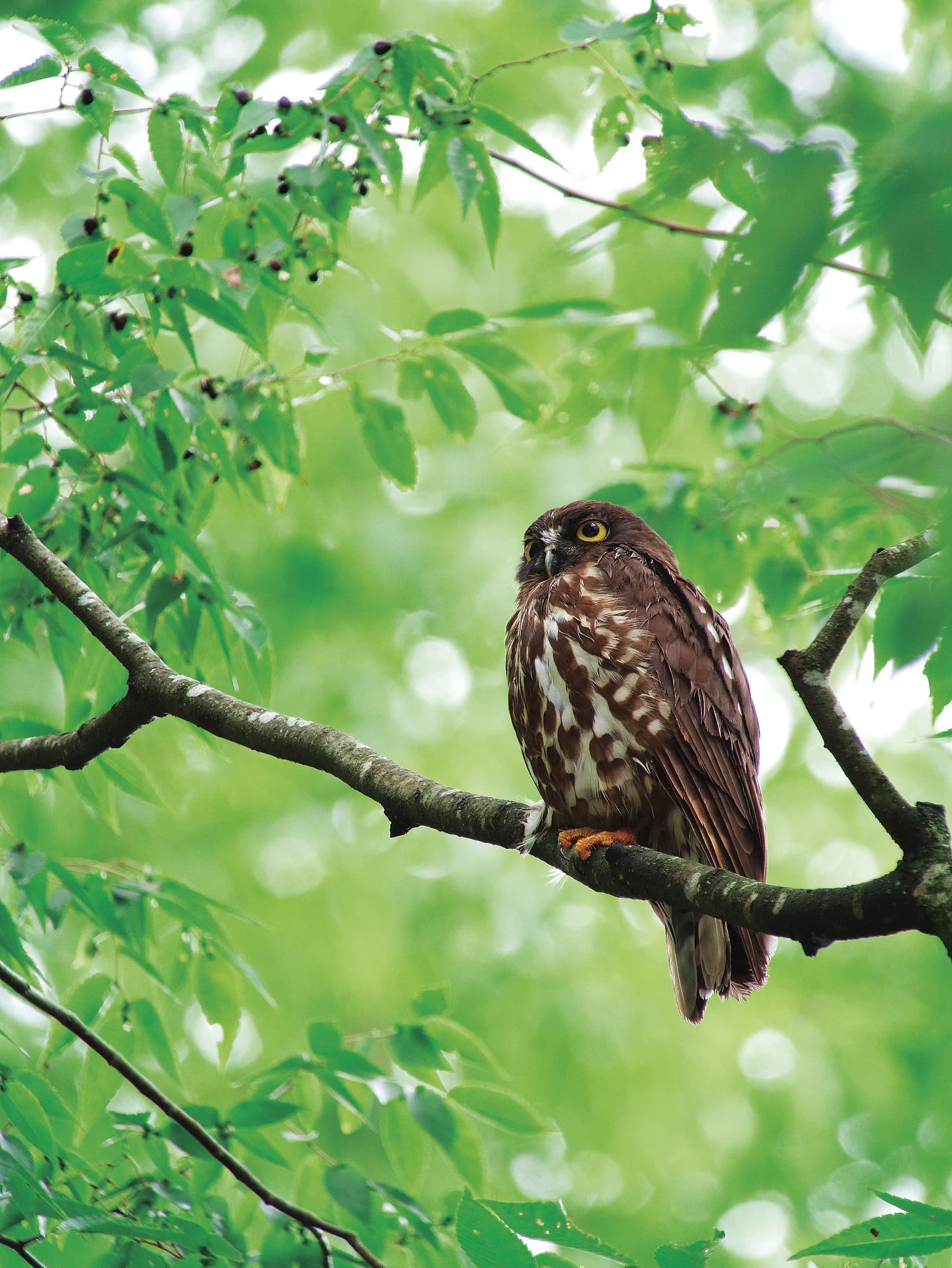 野鳥カレンダーアオバズク