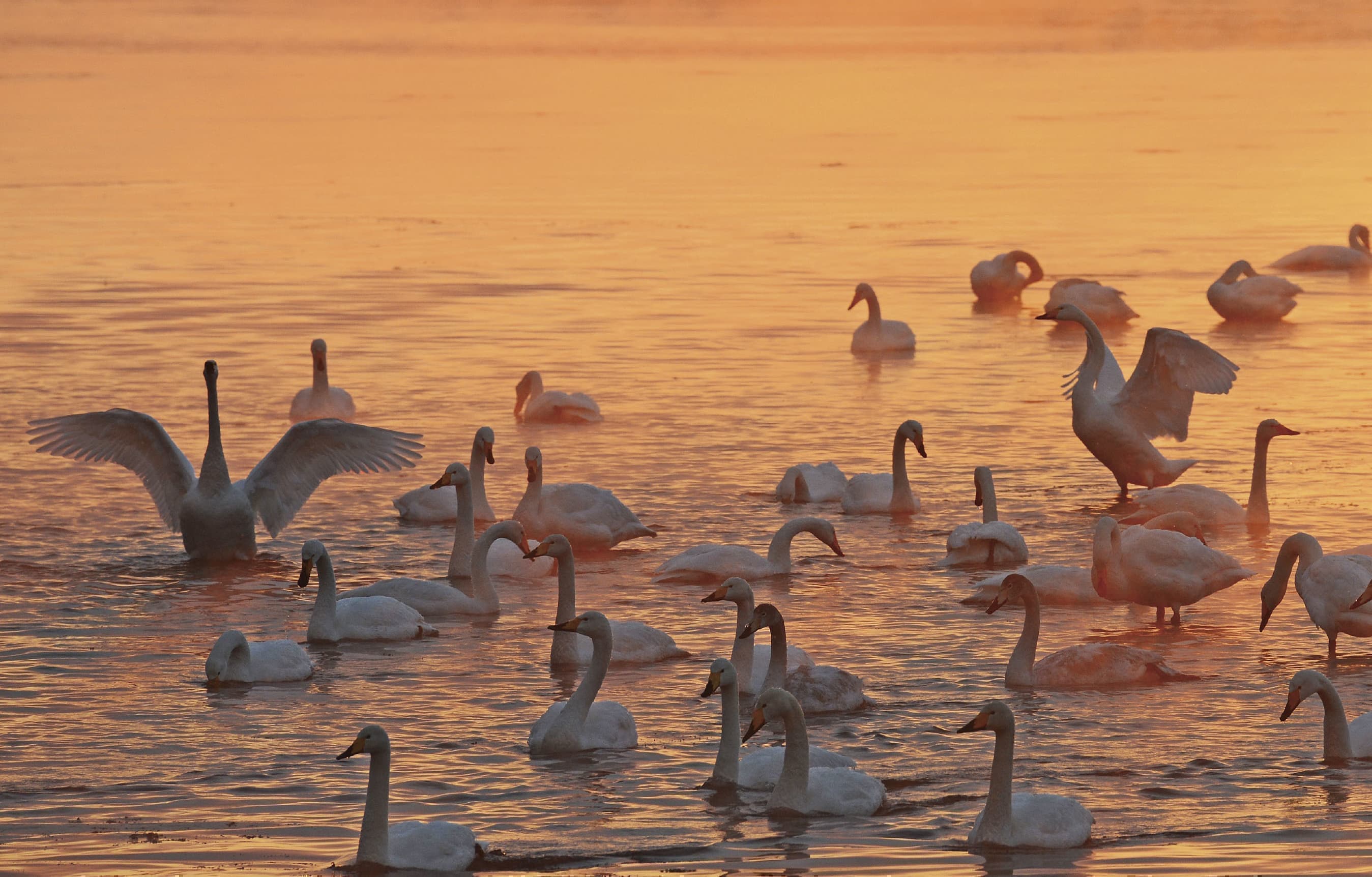 野鳥カレンダー
