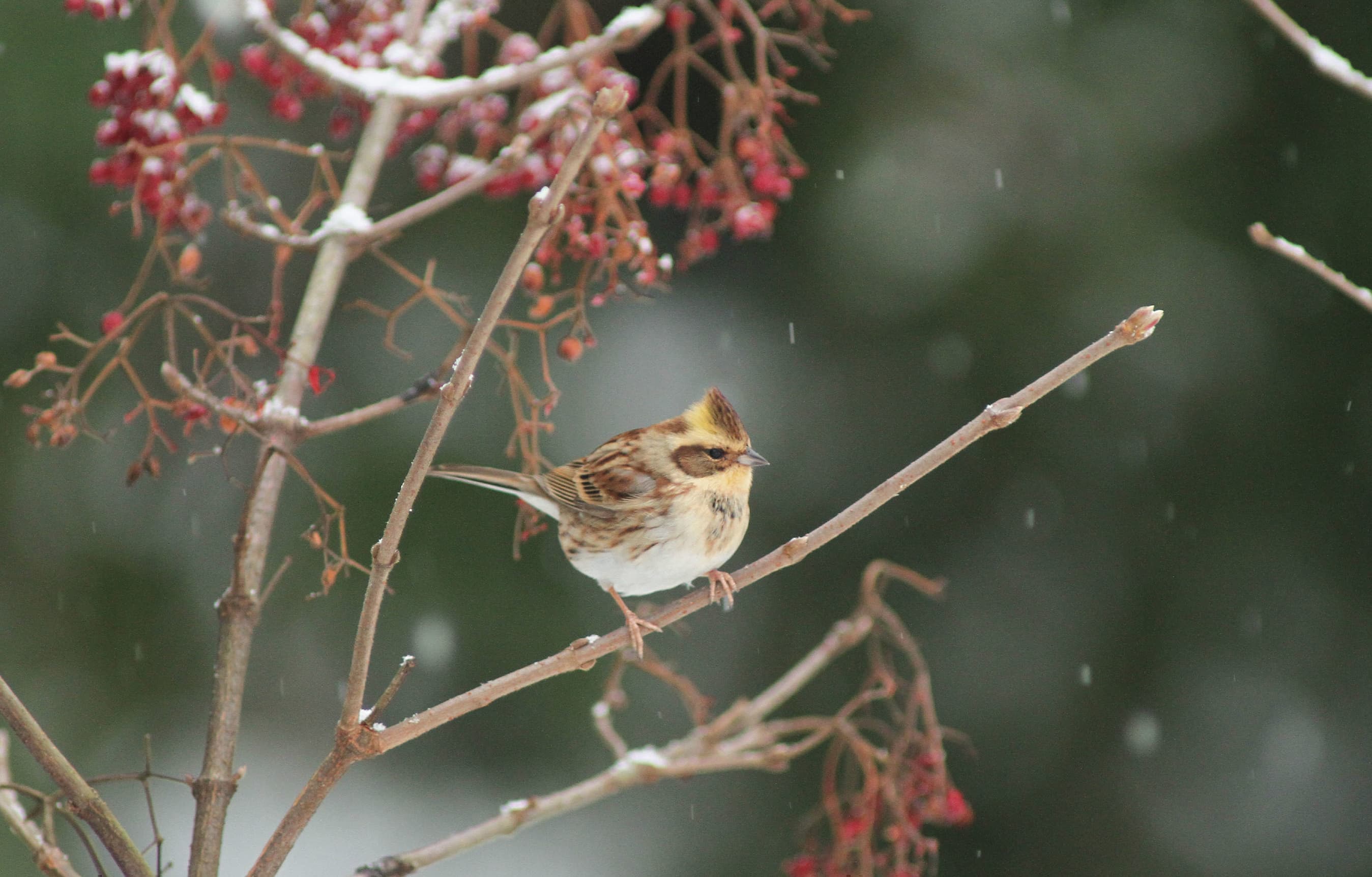 野鳥カレンダー