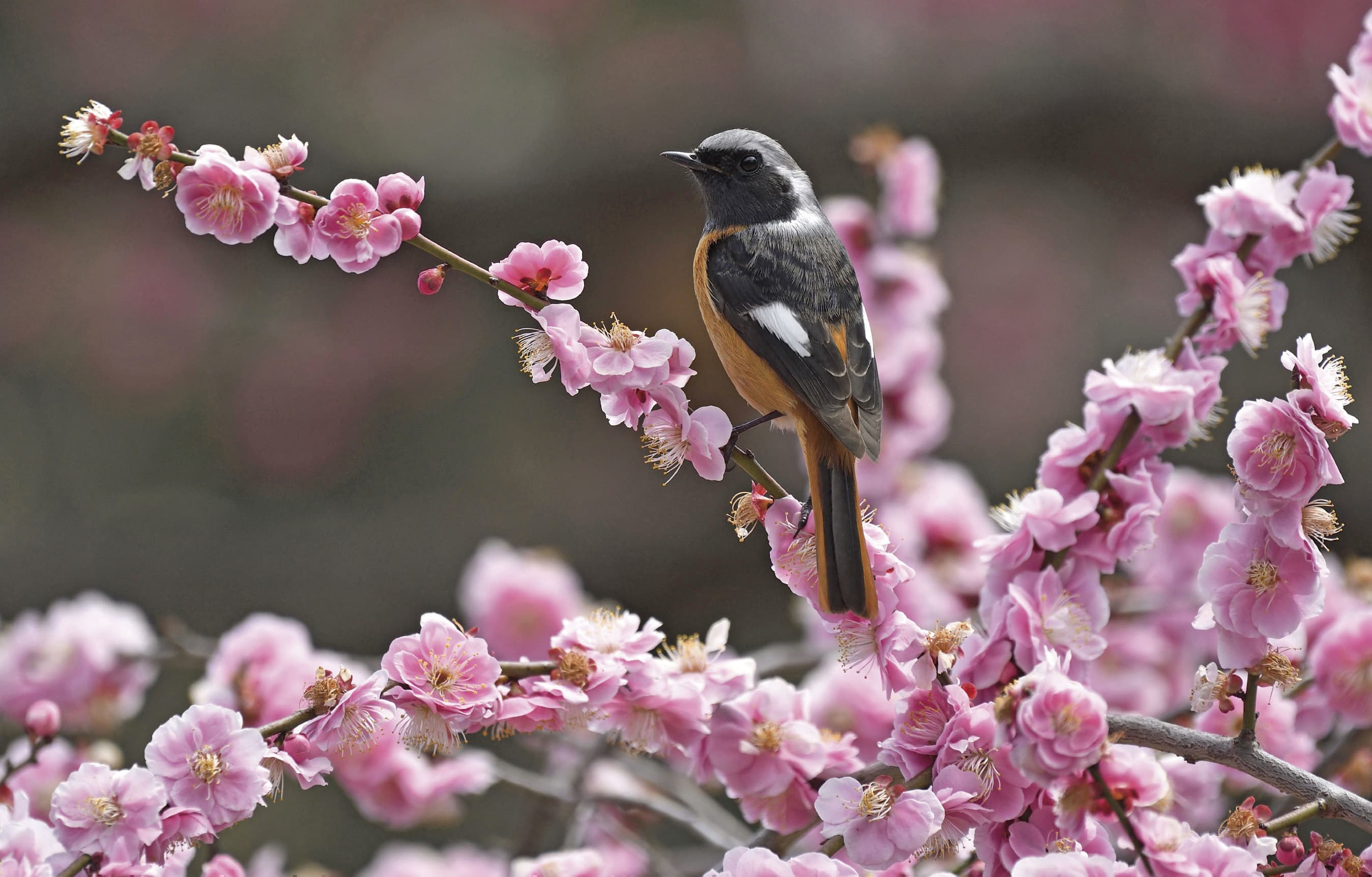 野鳥カレンダー