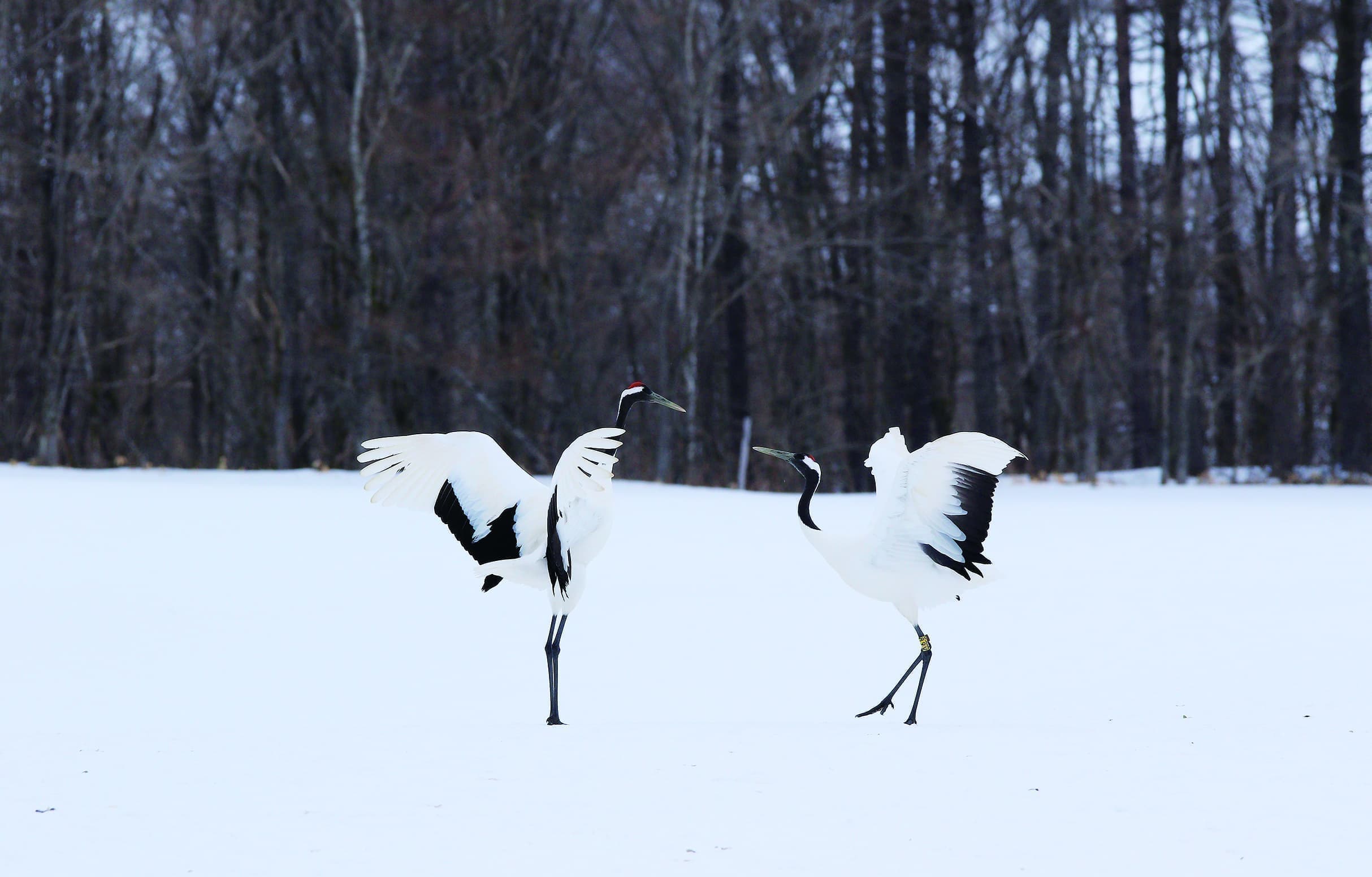 野鳥カレンダータンチョウ