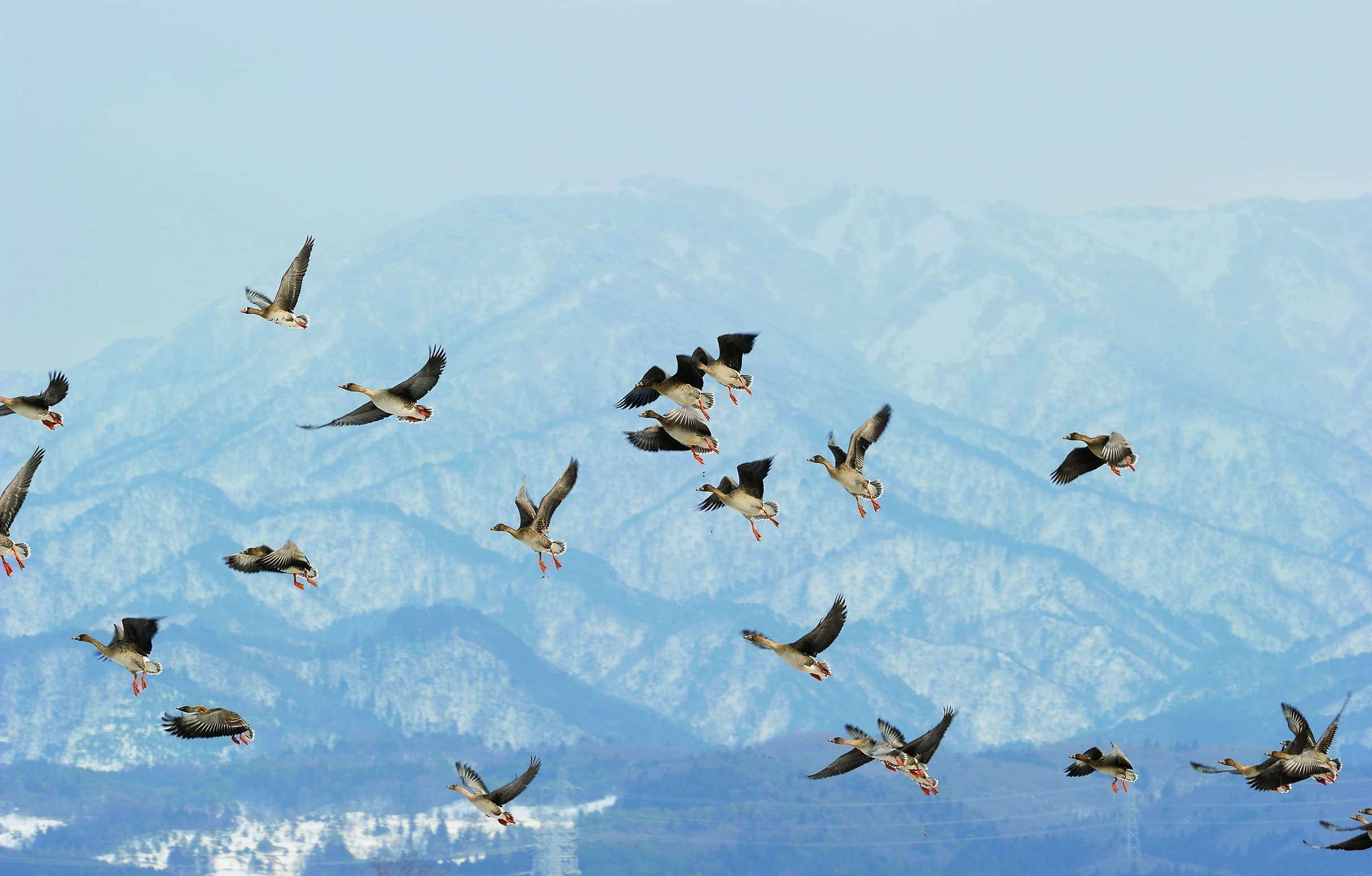 野鳥カレンダーオオヒシクイ