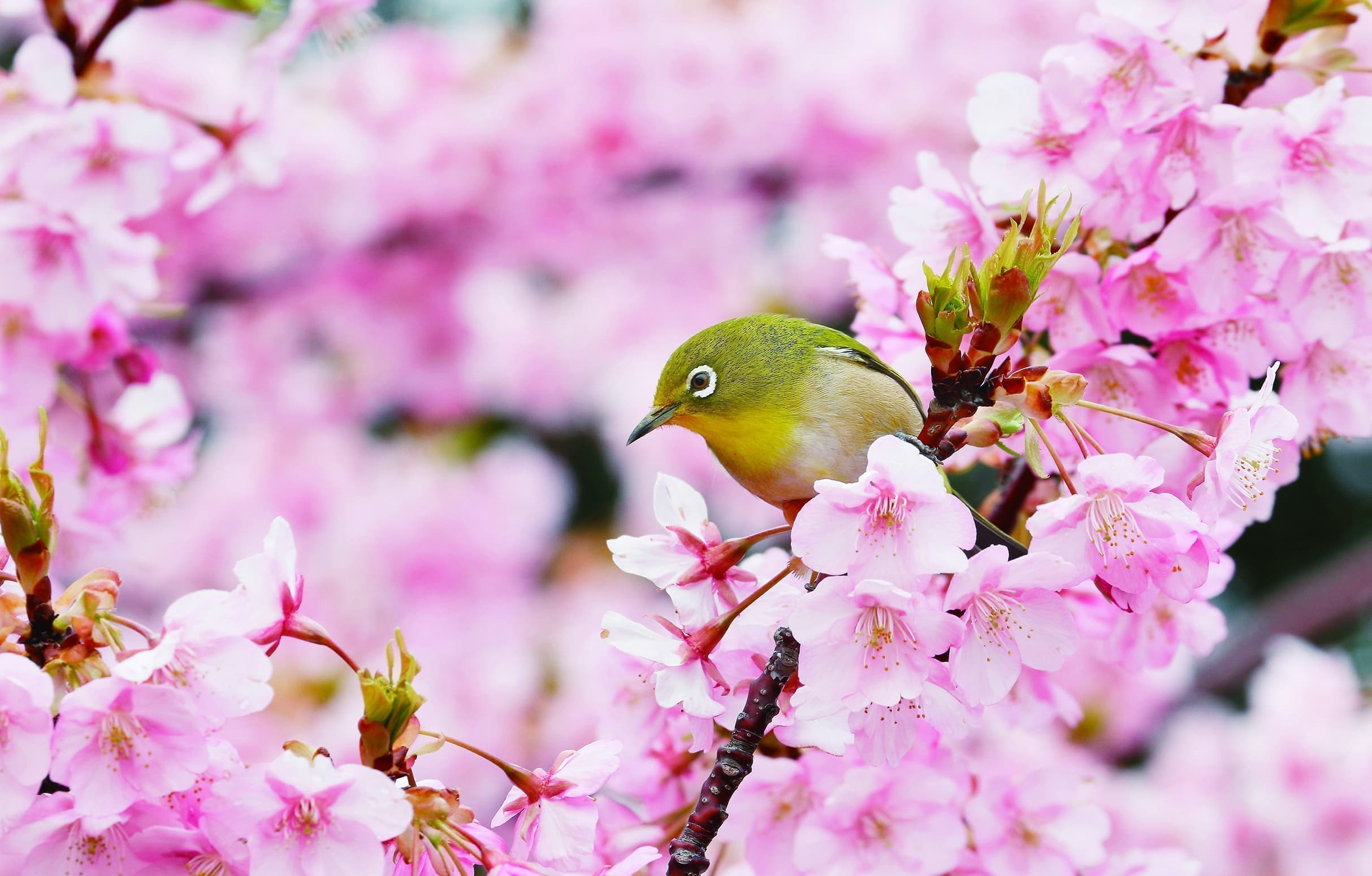 野鳥カレンダーメジロ