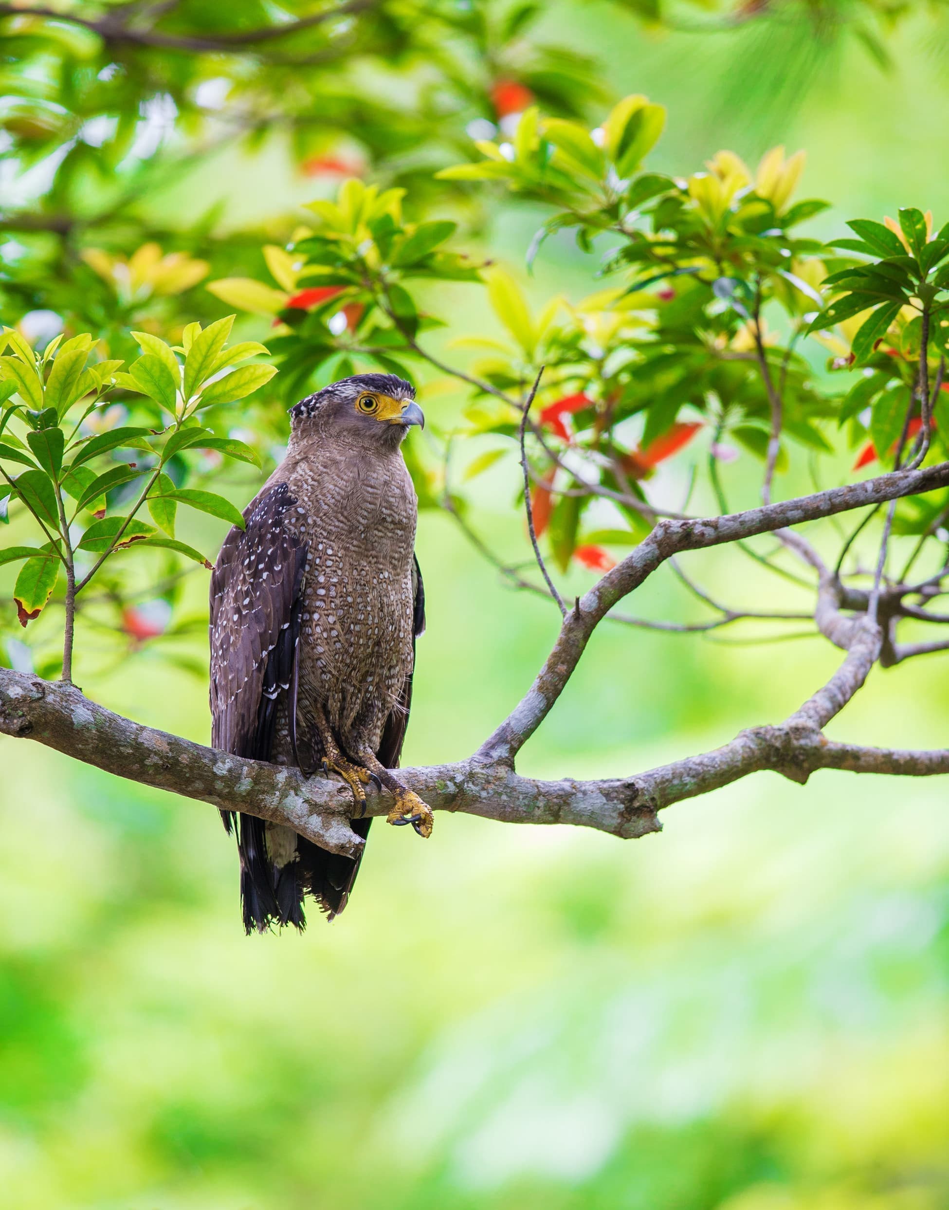 野鳥カレンダー