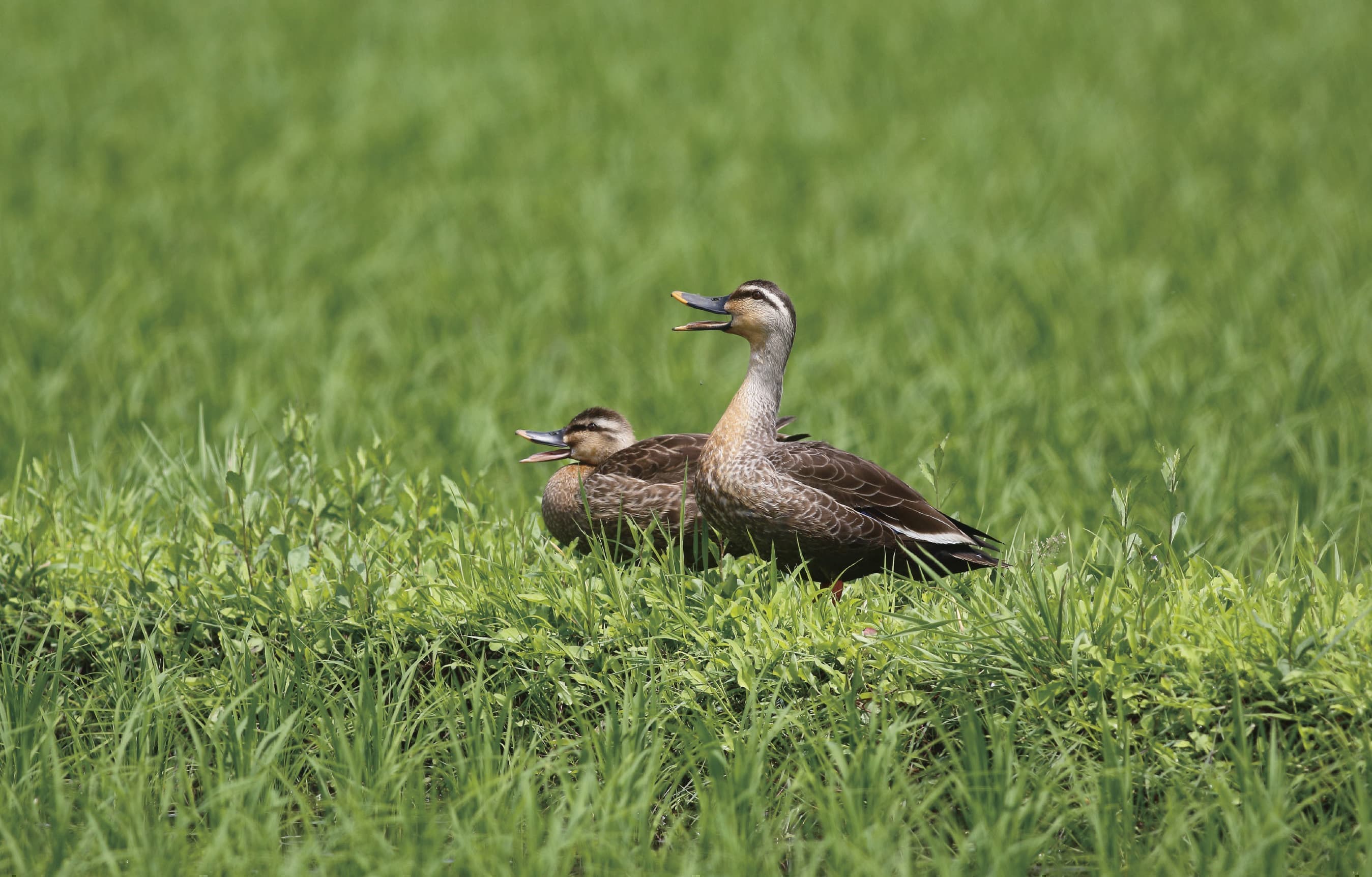野鳥カレンダー
