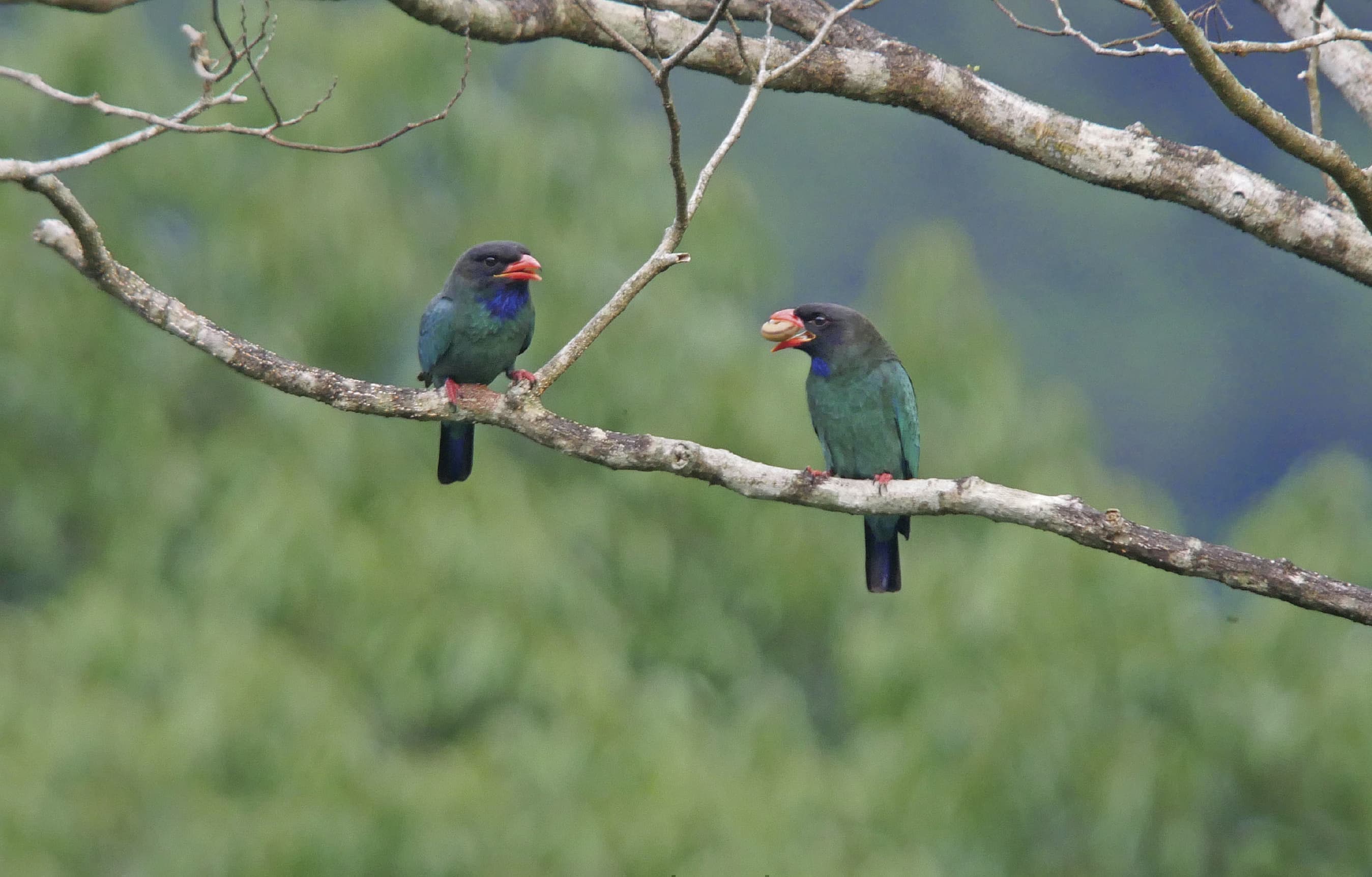 野鳥カレンダー
