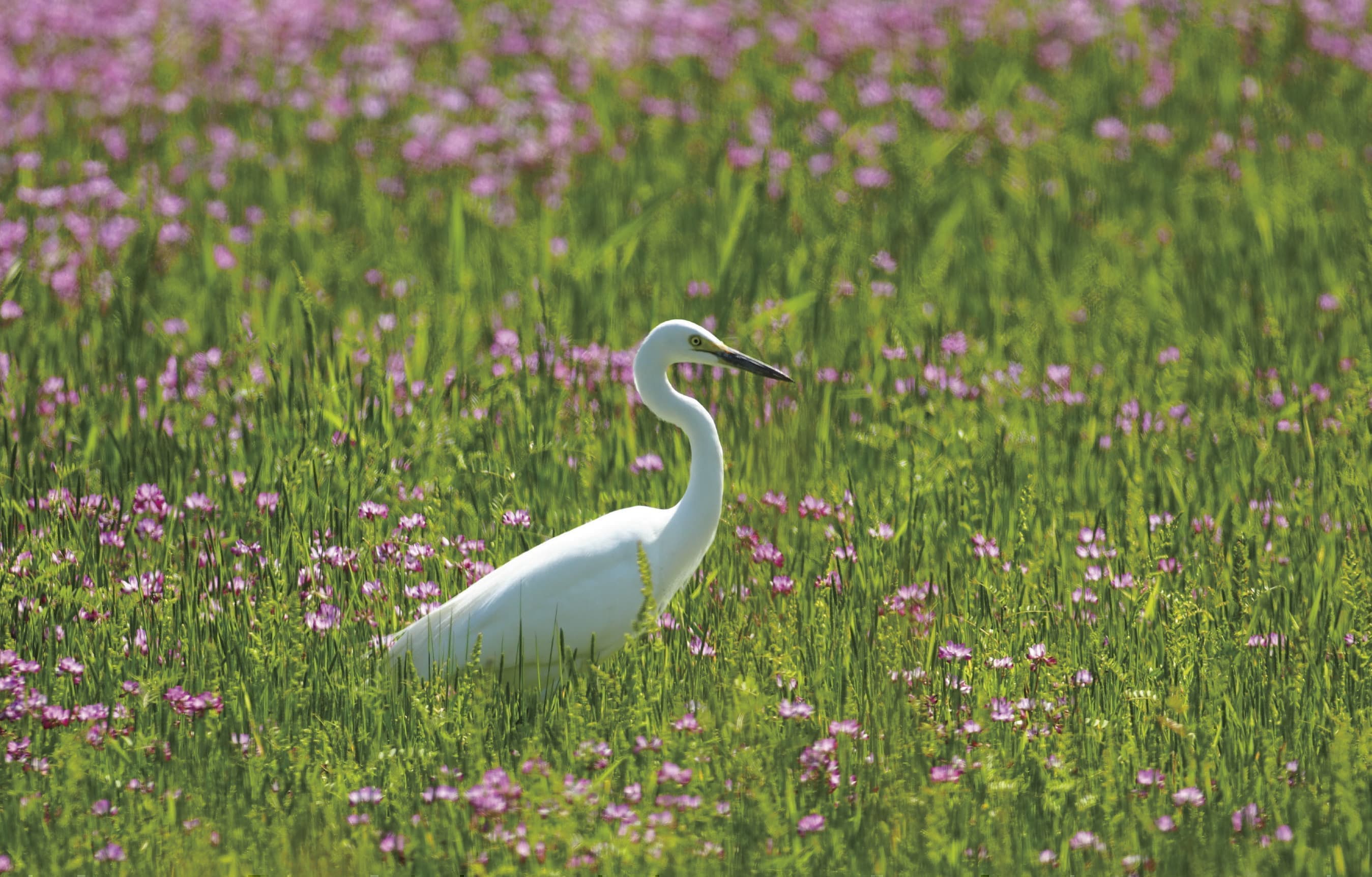 野鳥カレンダー