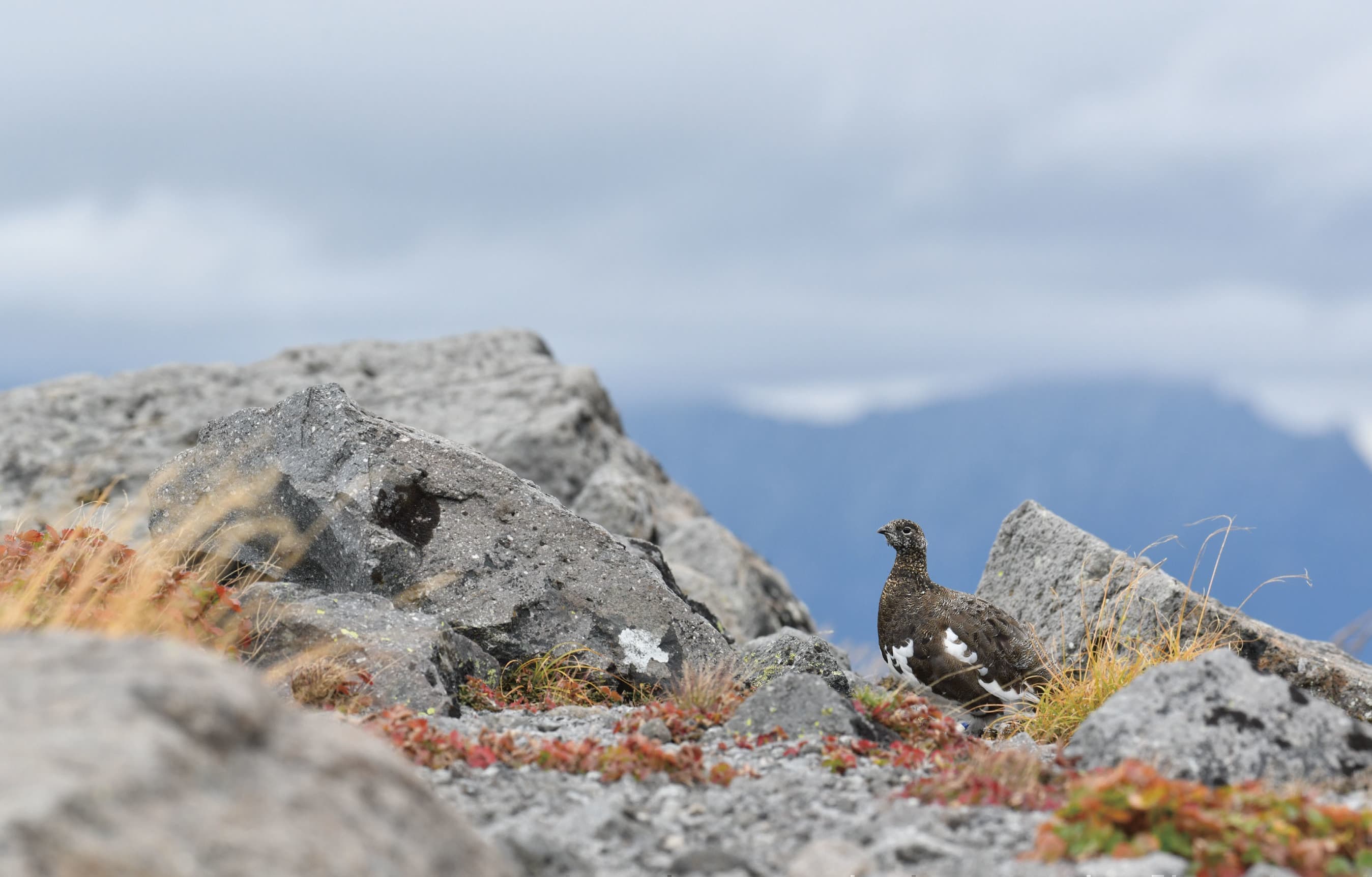 野鳥カレンダー