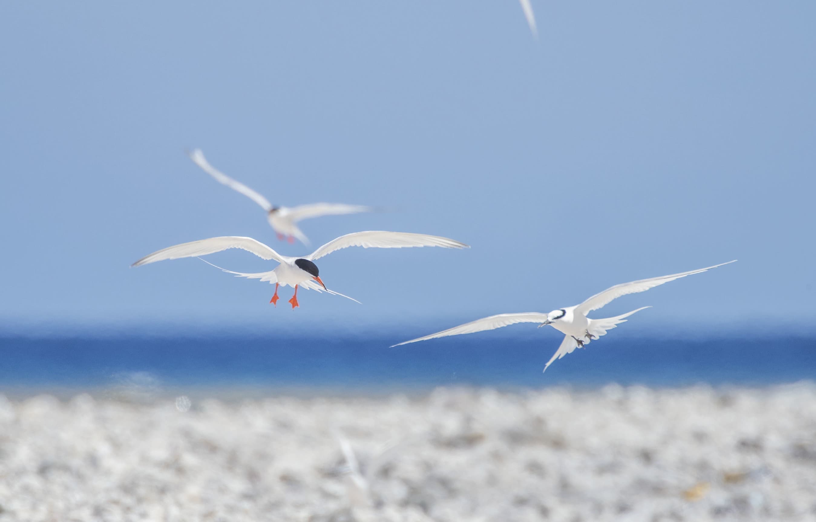 野鳥カレンダー