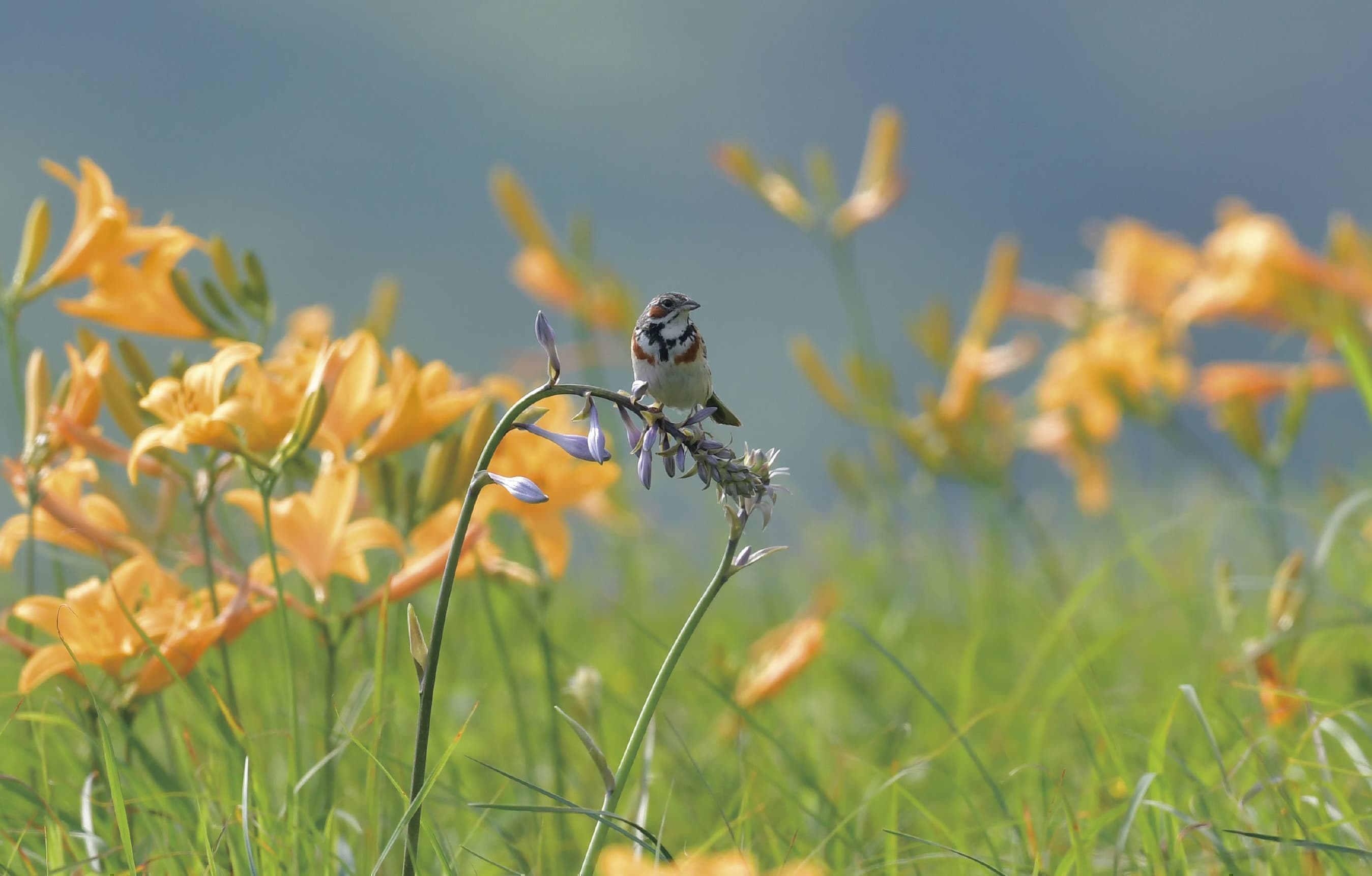 野鳥カレンダー