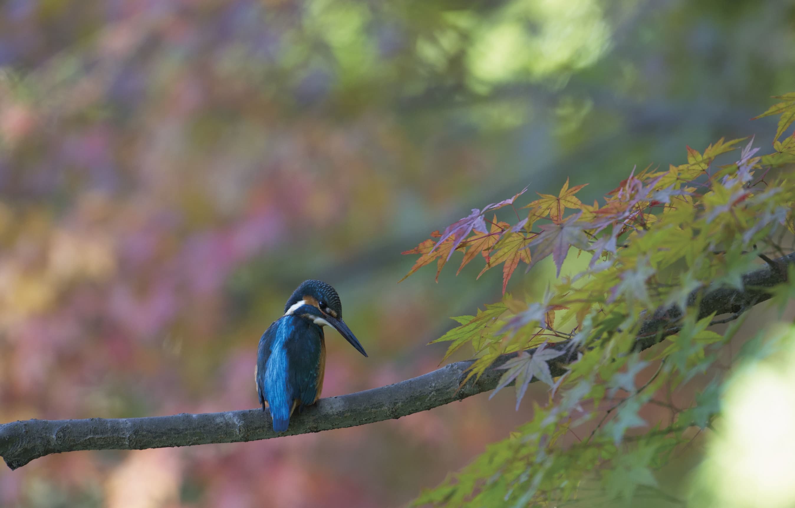 野鳥カレンダー