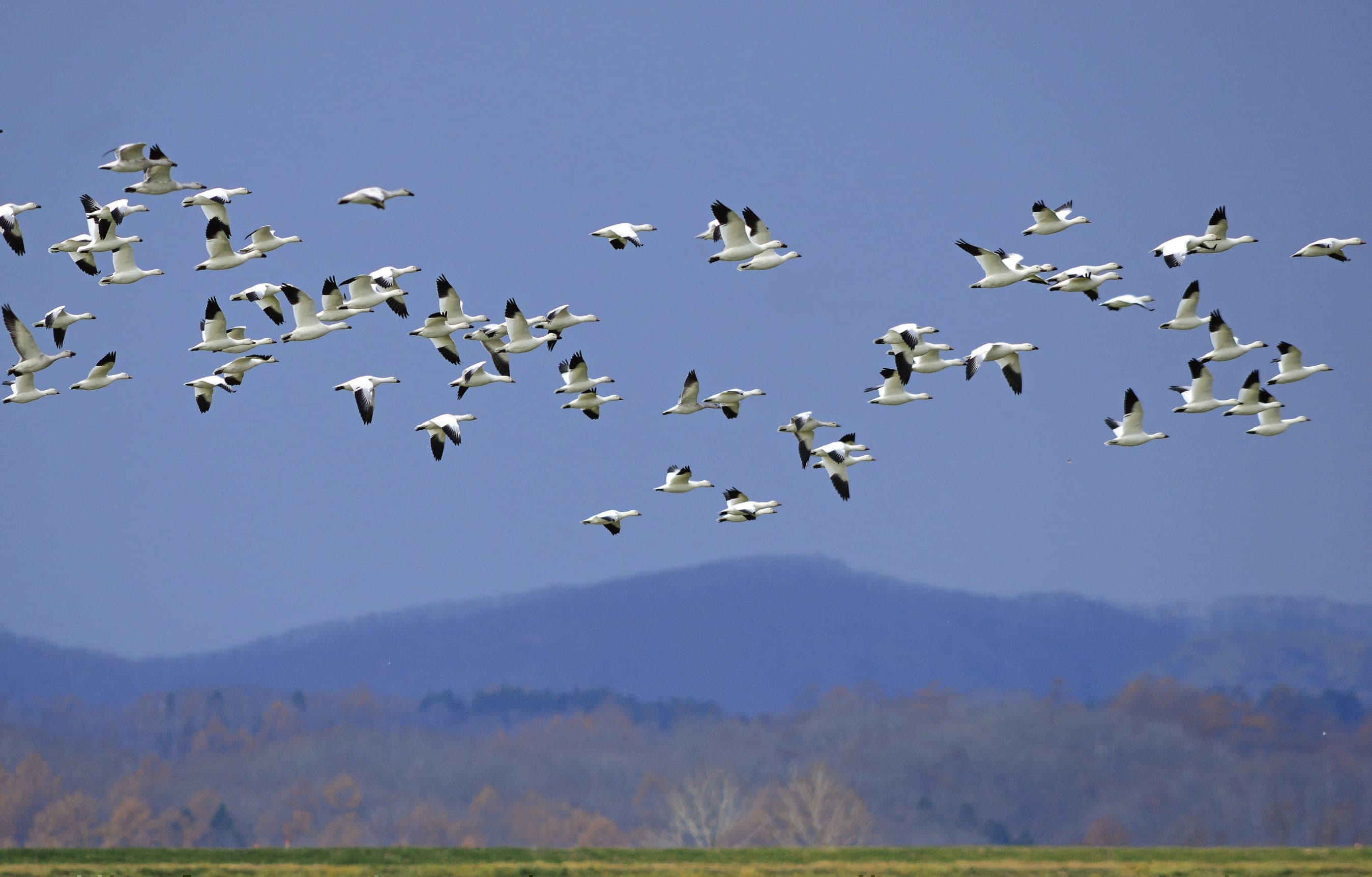 野鳥カレンダー