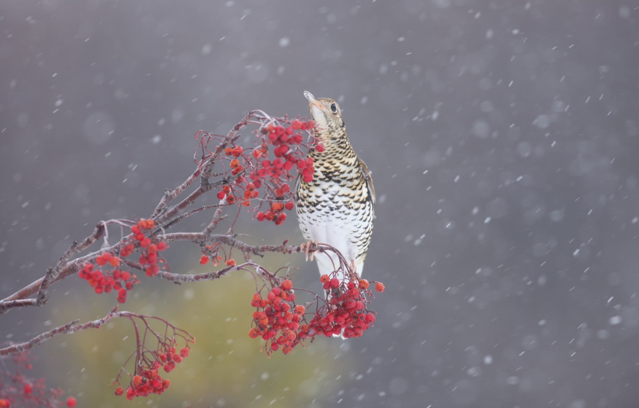 野鳥カレンダー