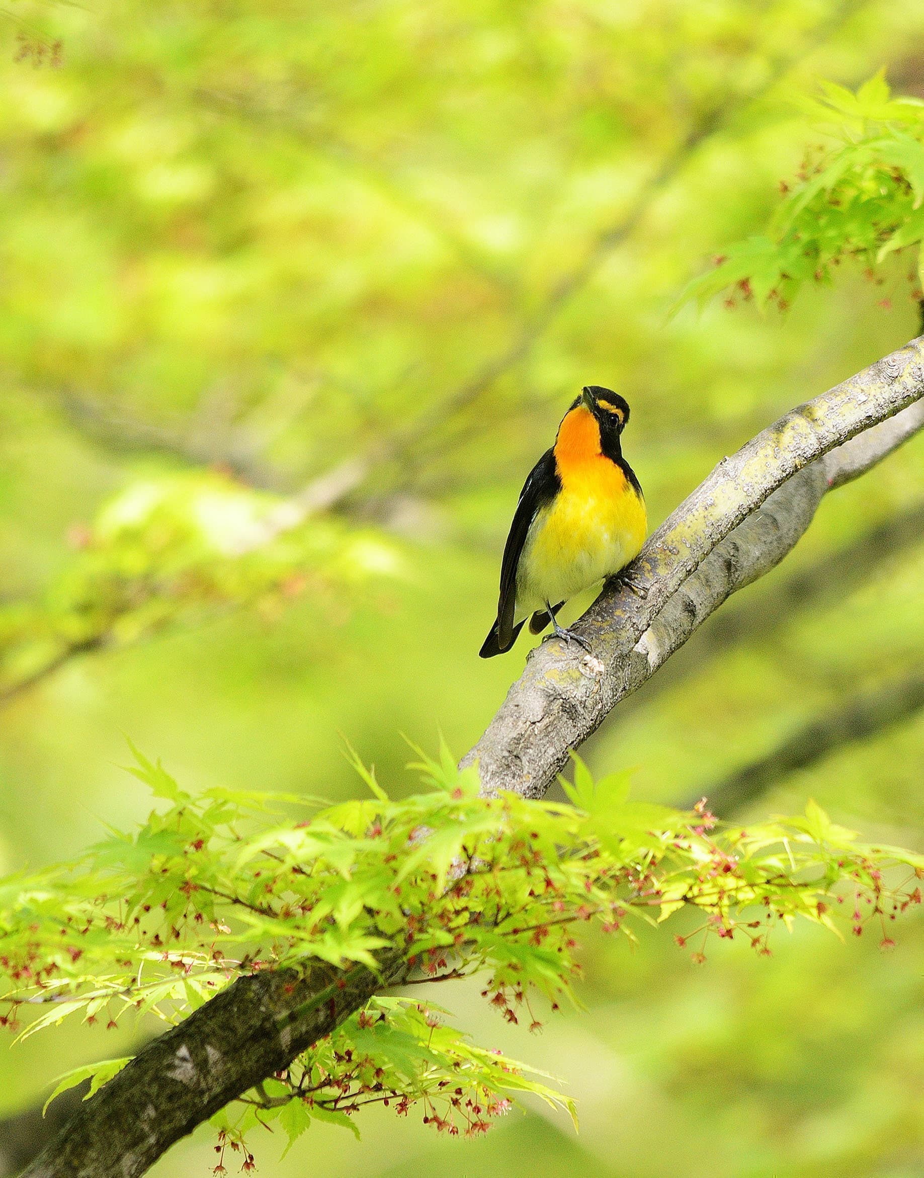 野鳥カレンダー