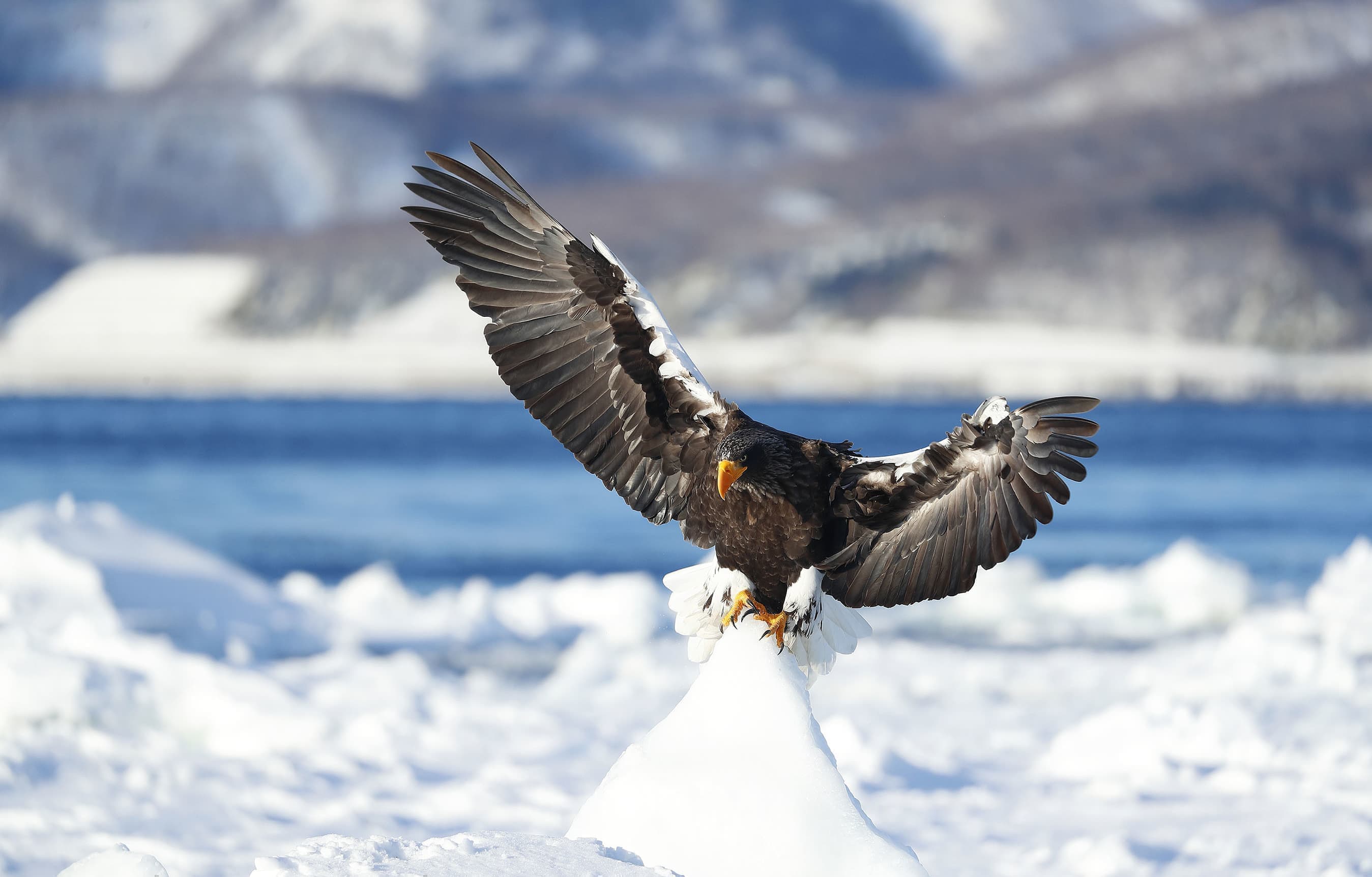 野鳥カレンダー