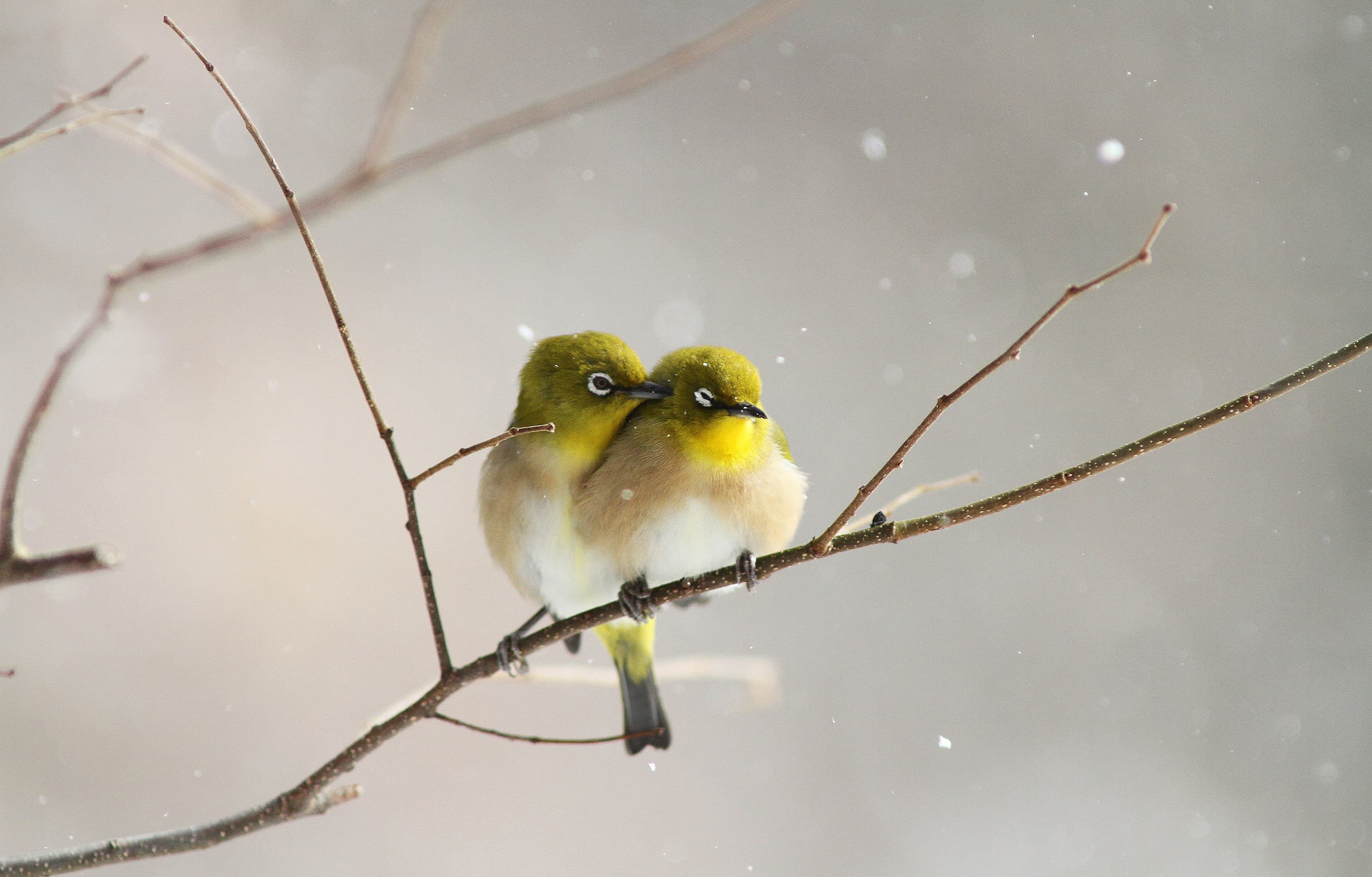 野鳥カレンダー
