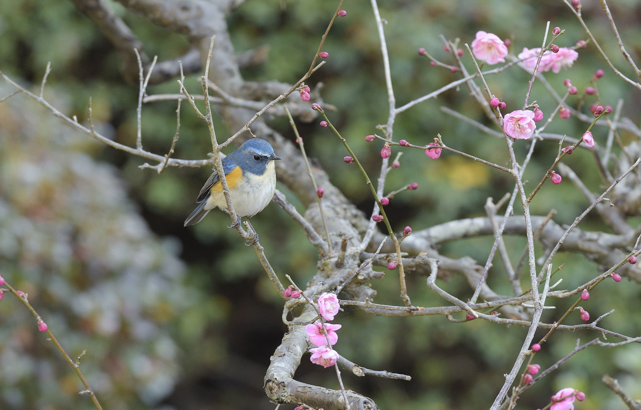 野鳥カレンダー