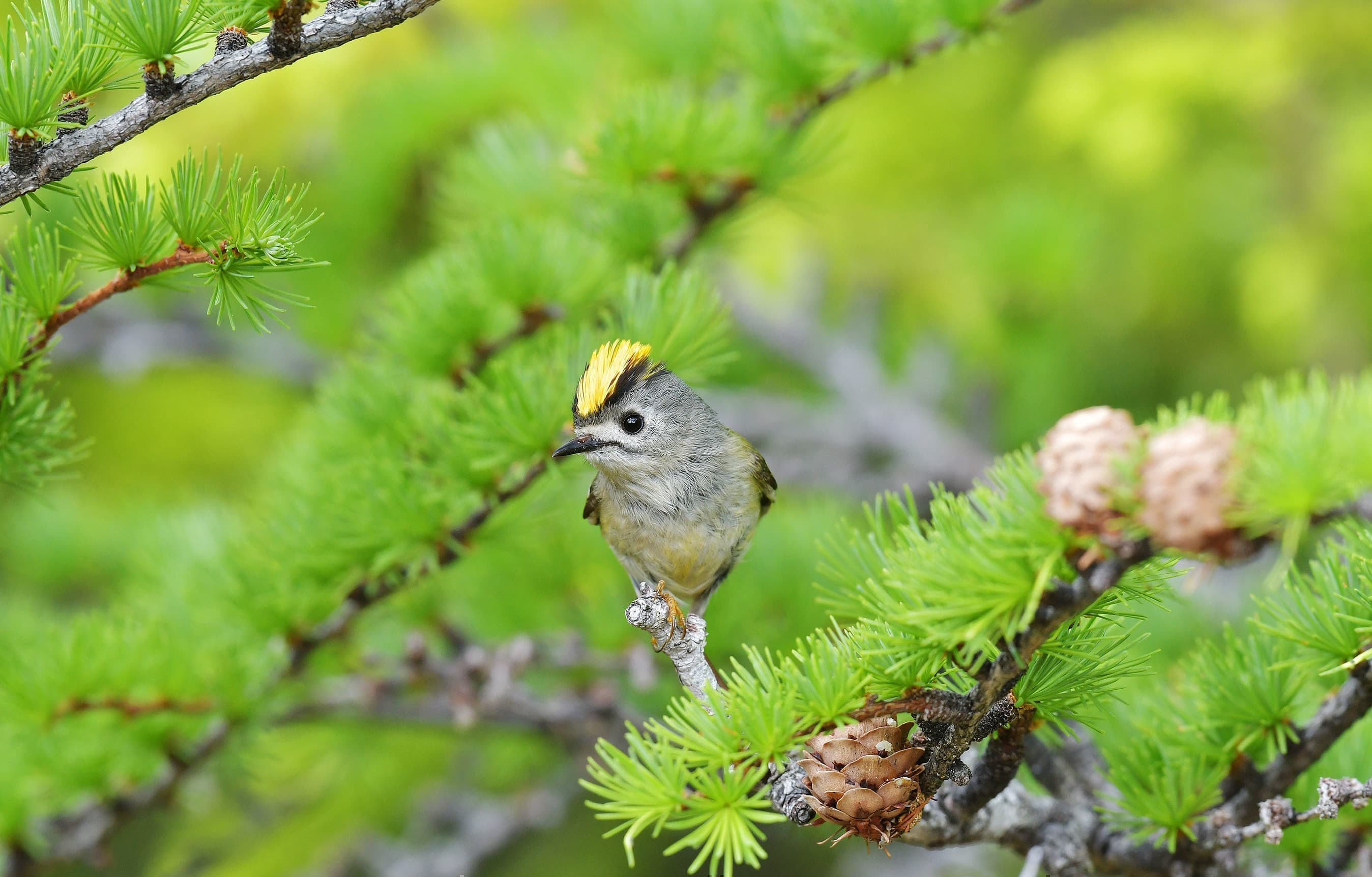 野鳥カレンダー