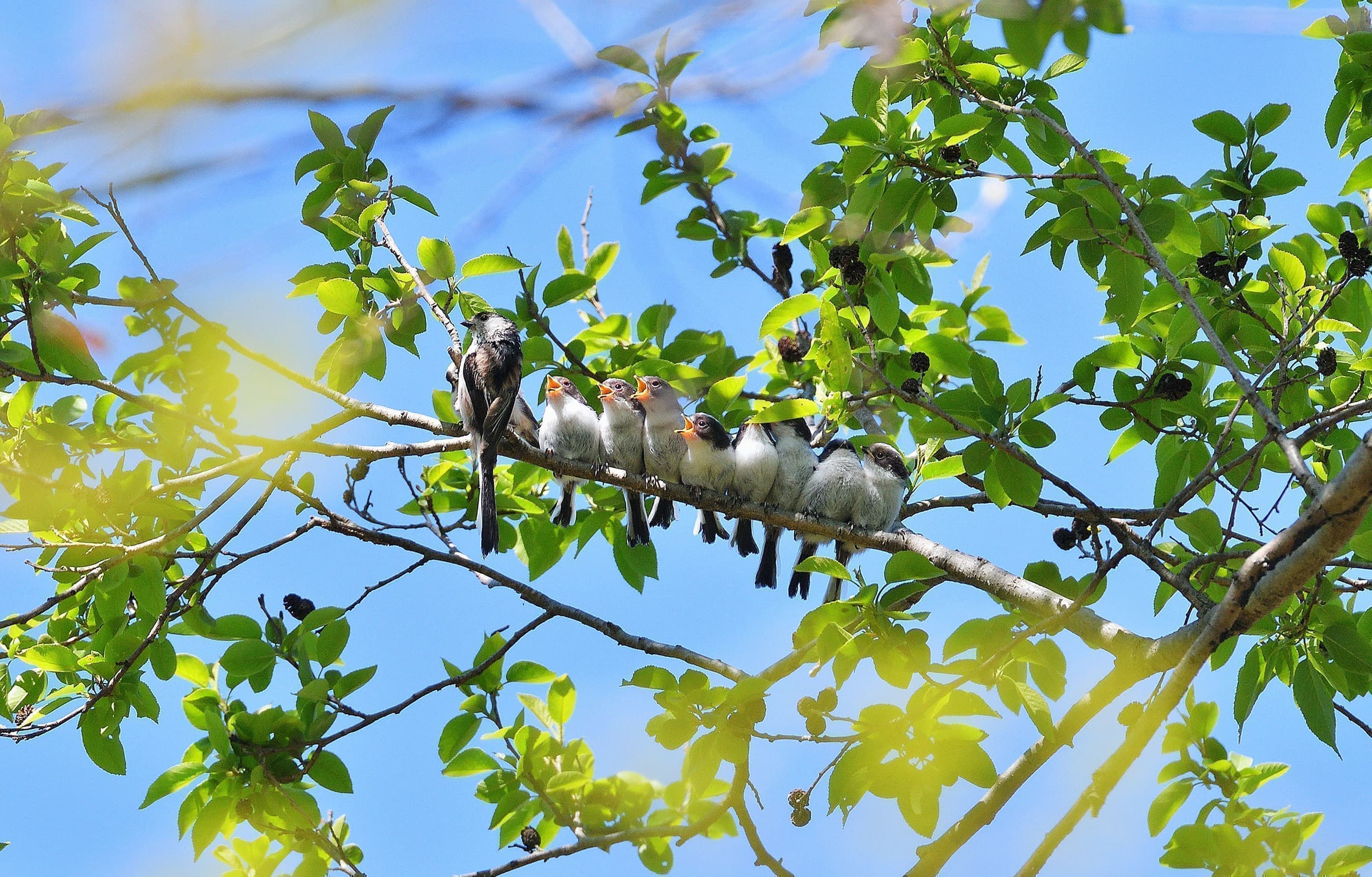 野鳥カレンダー