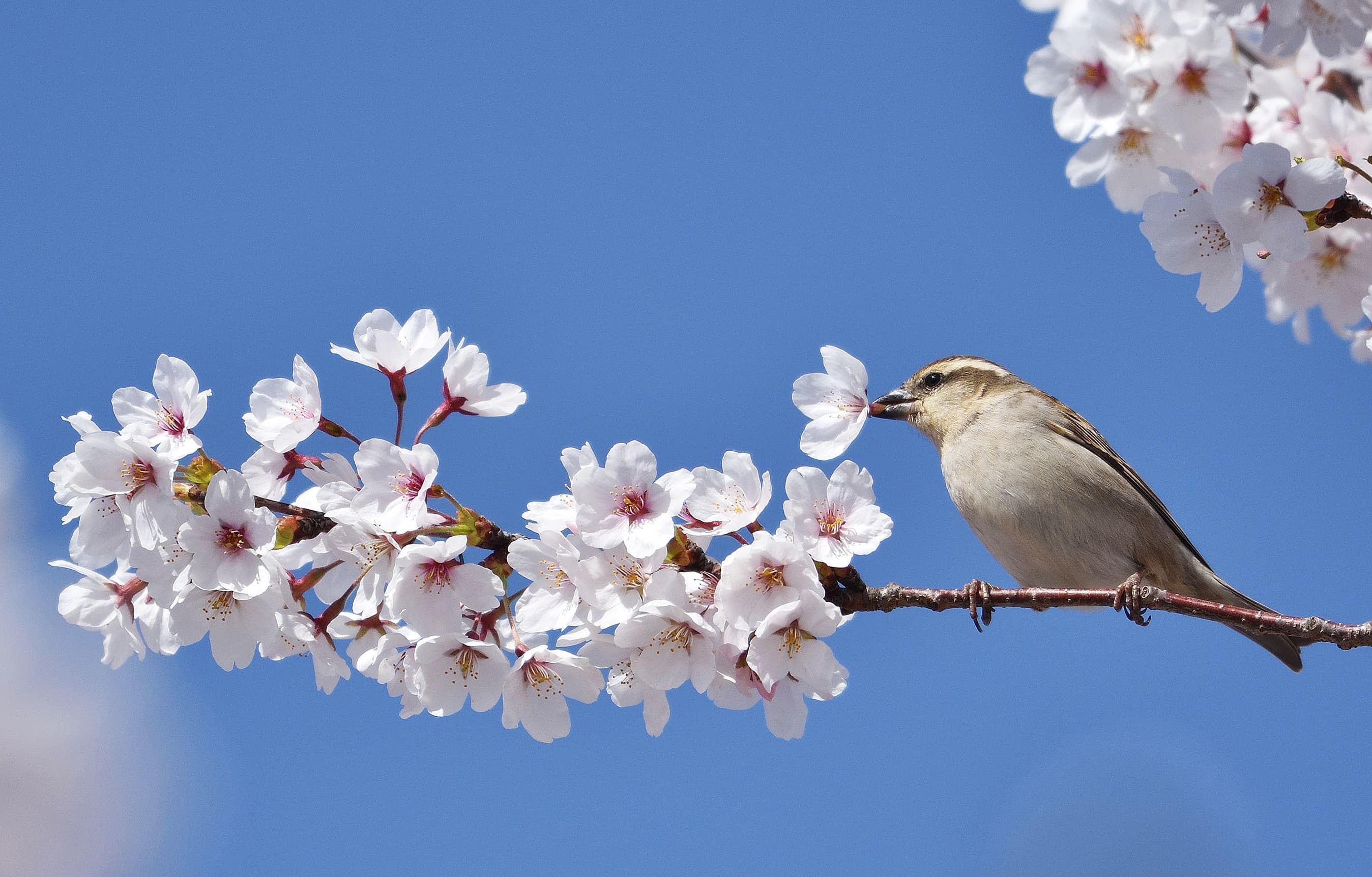 野鳥カレンダー