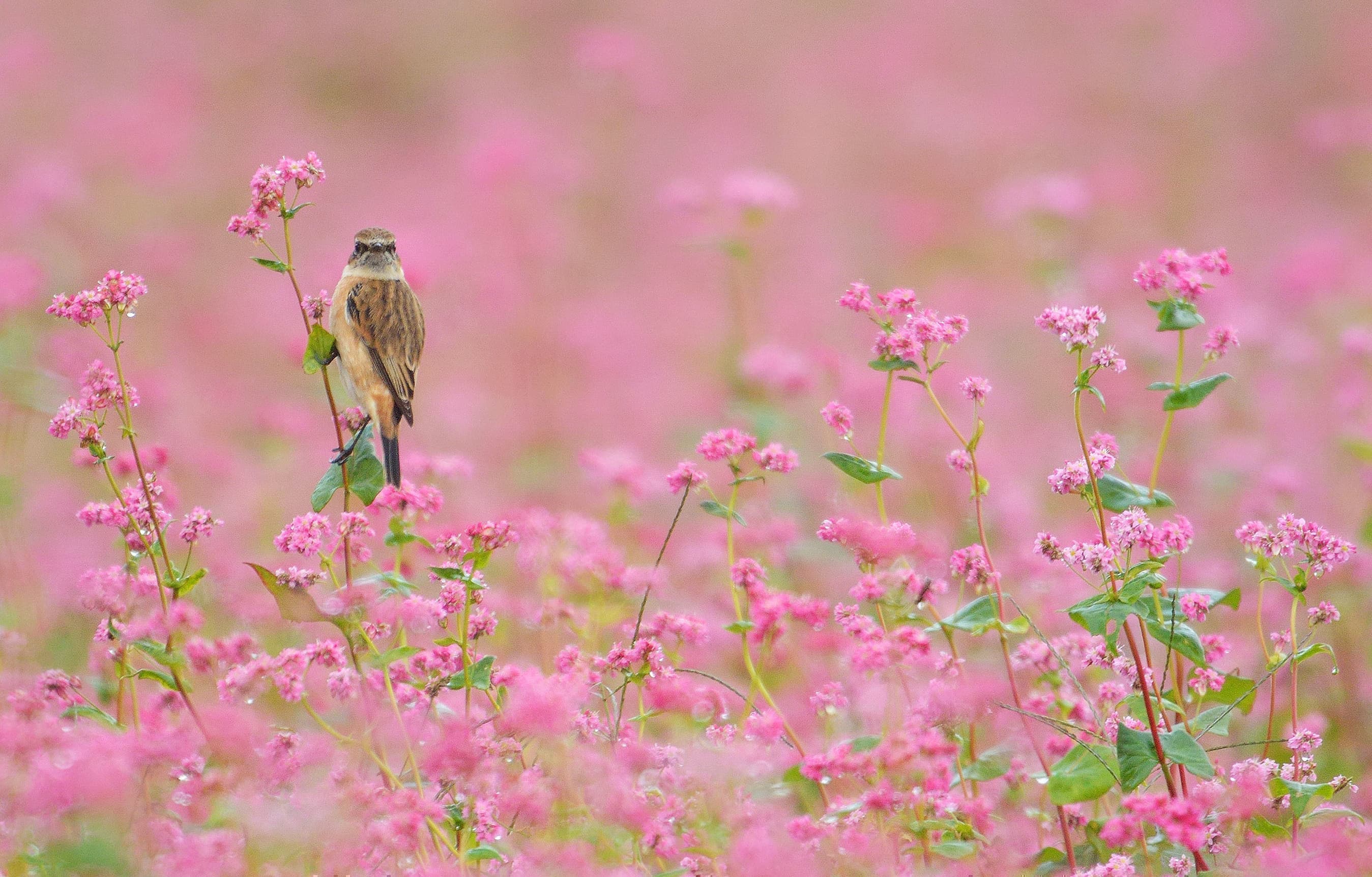 野鳥カレンダー