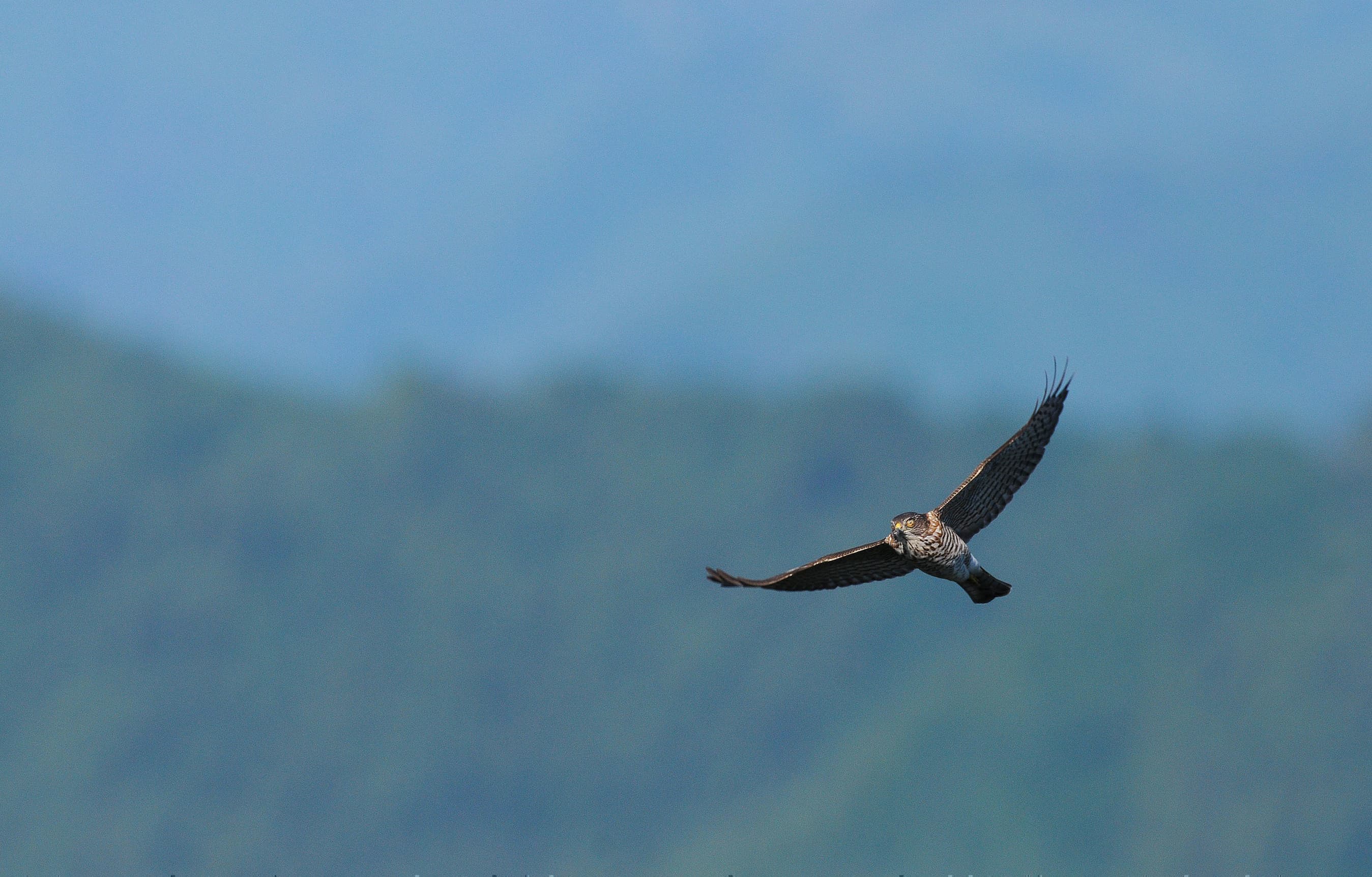 野鳥カレンダー
