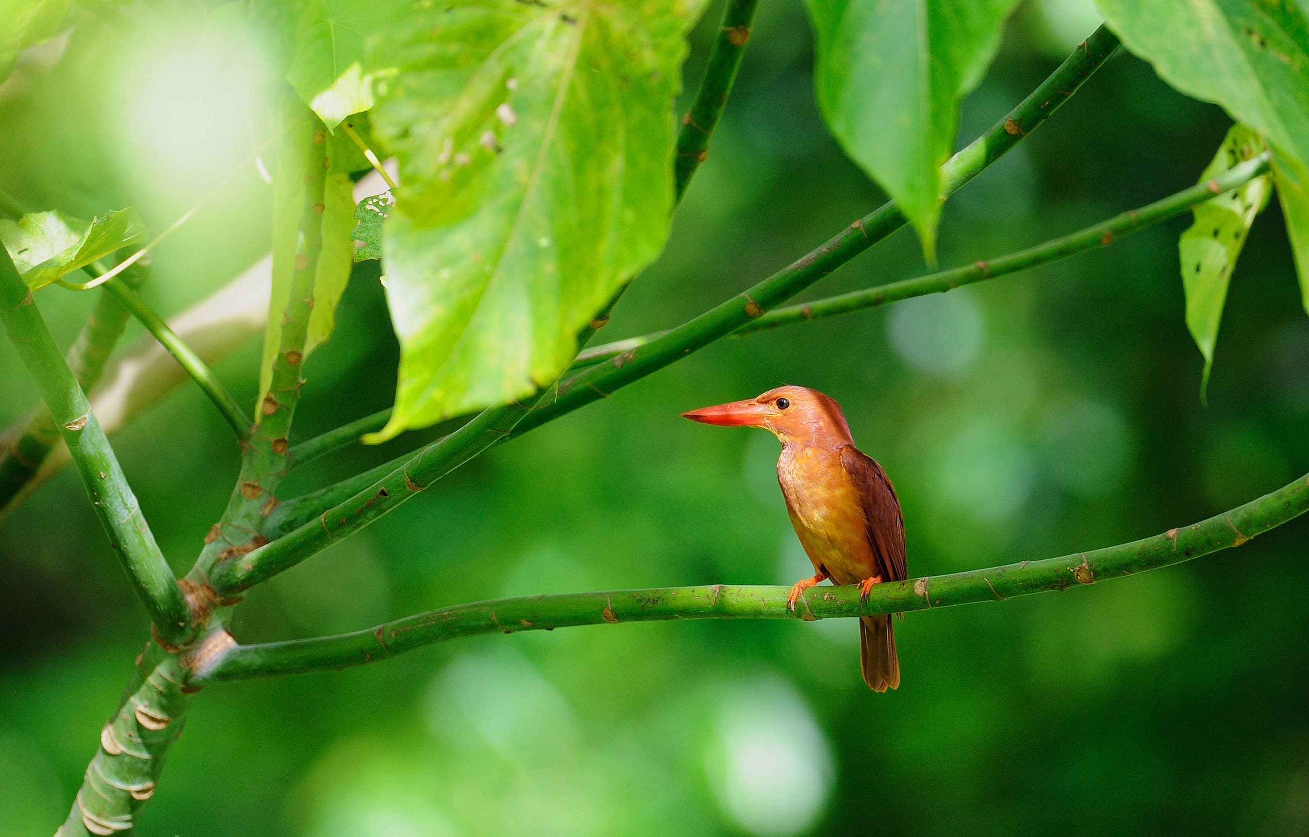野鳥カレンダー