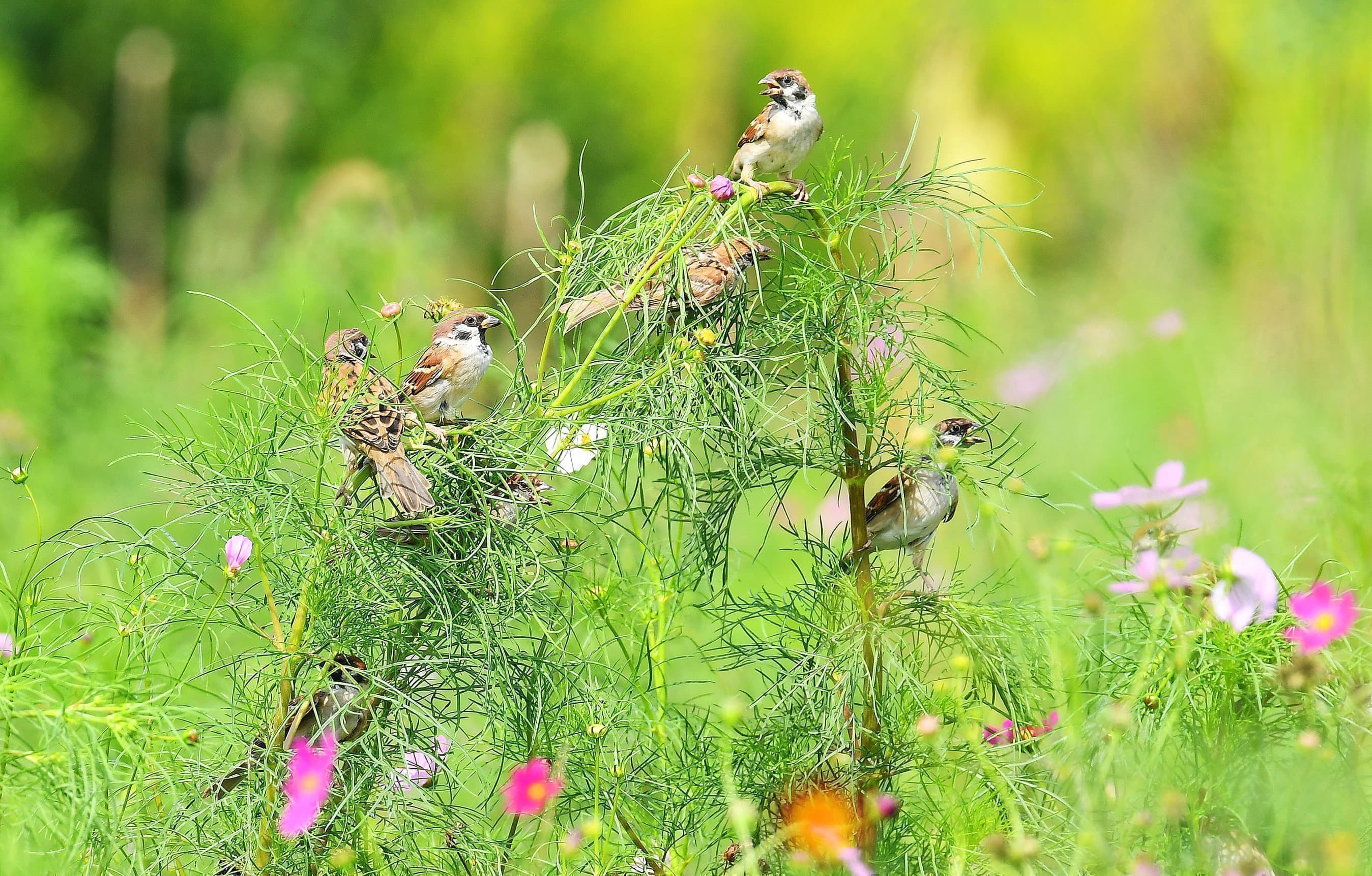 野鳥カレンダー