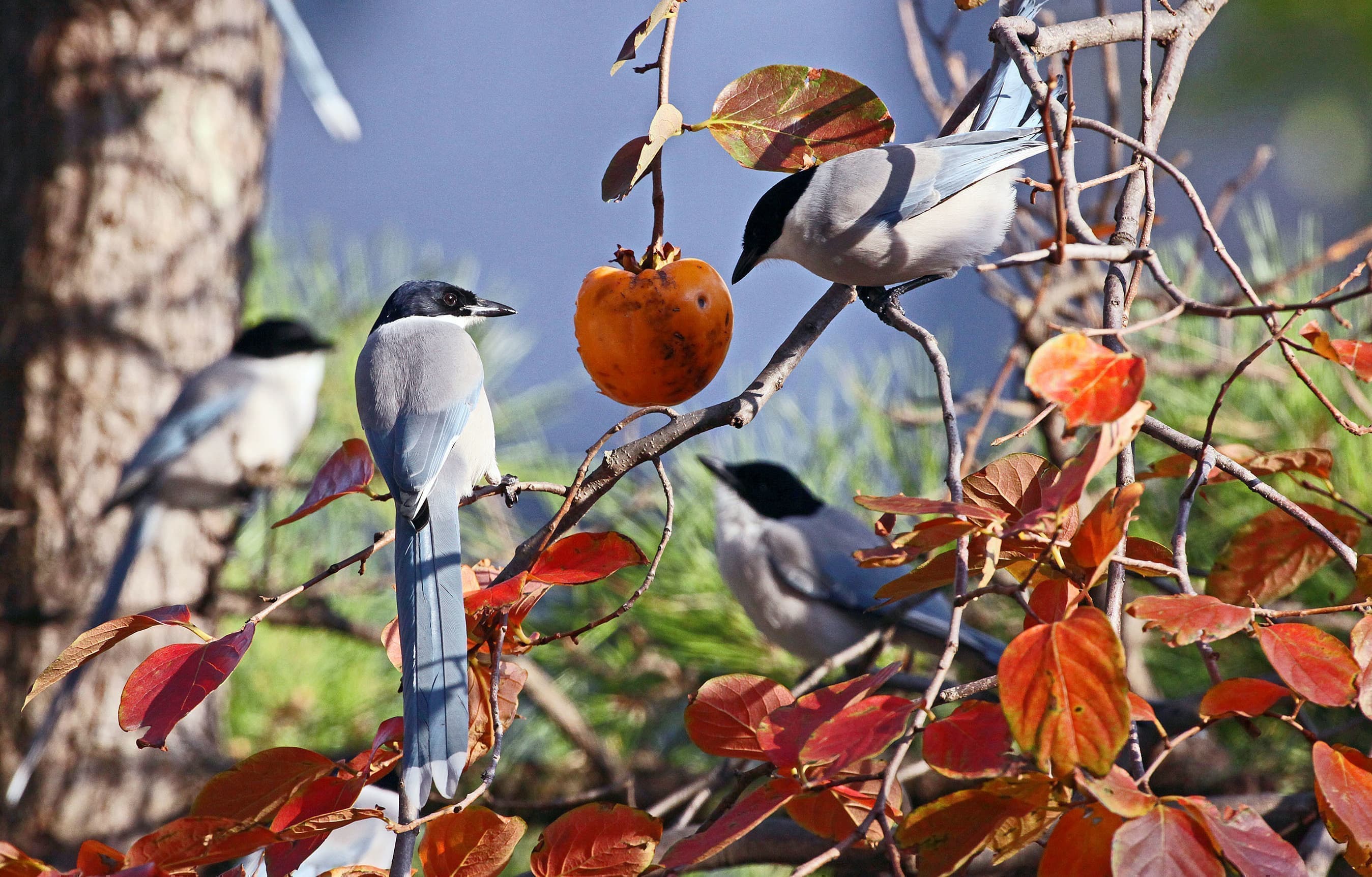 野鳥カレンダー