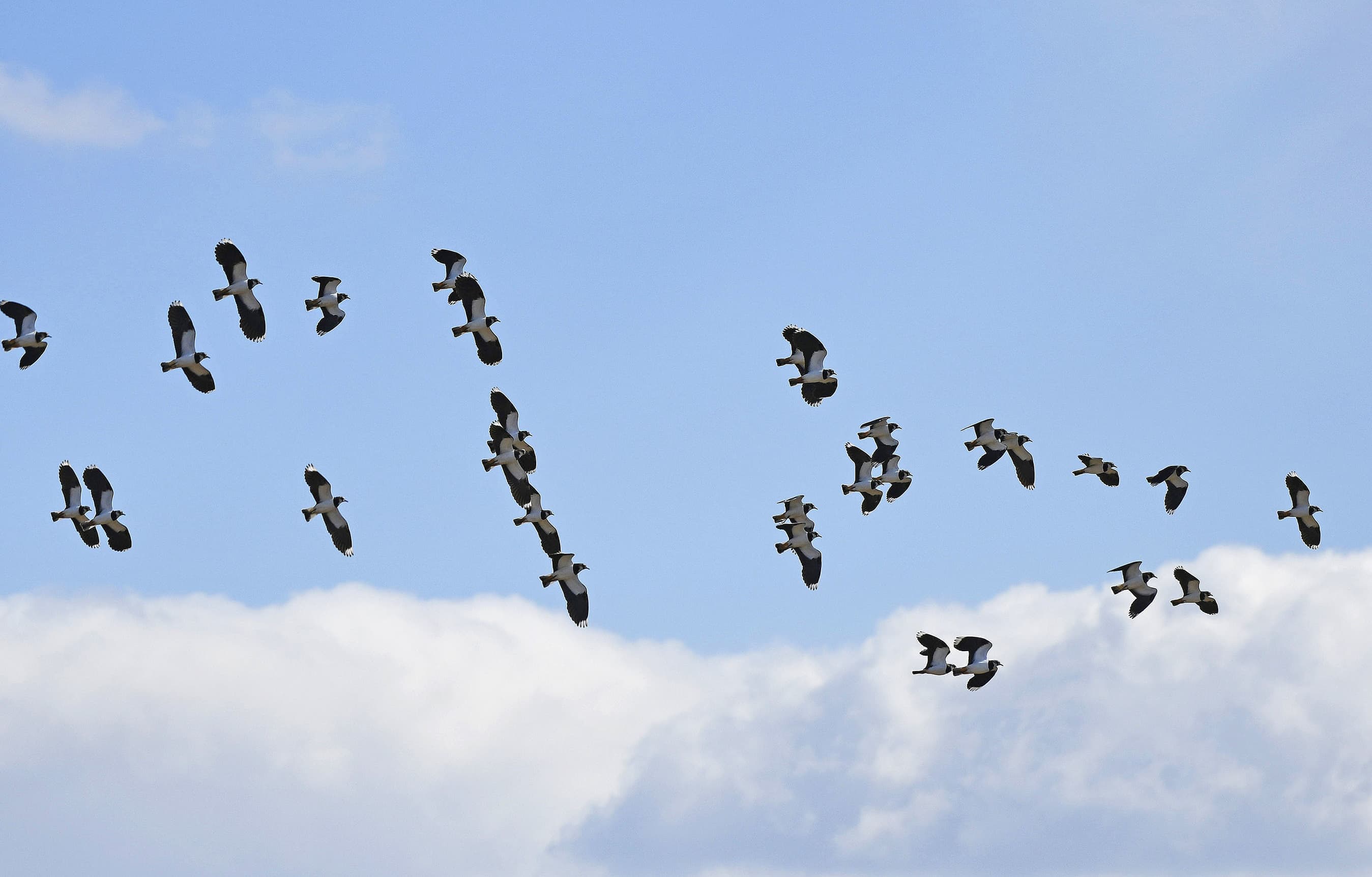 野鳥カレンダー