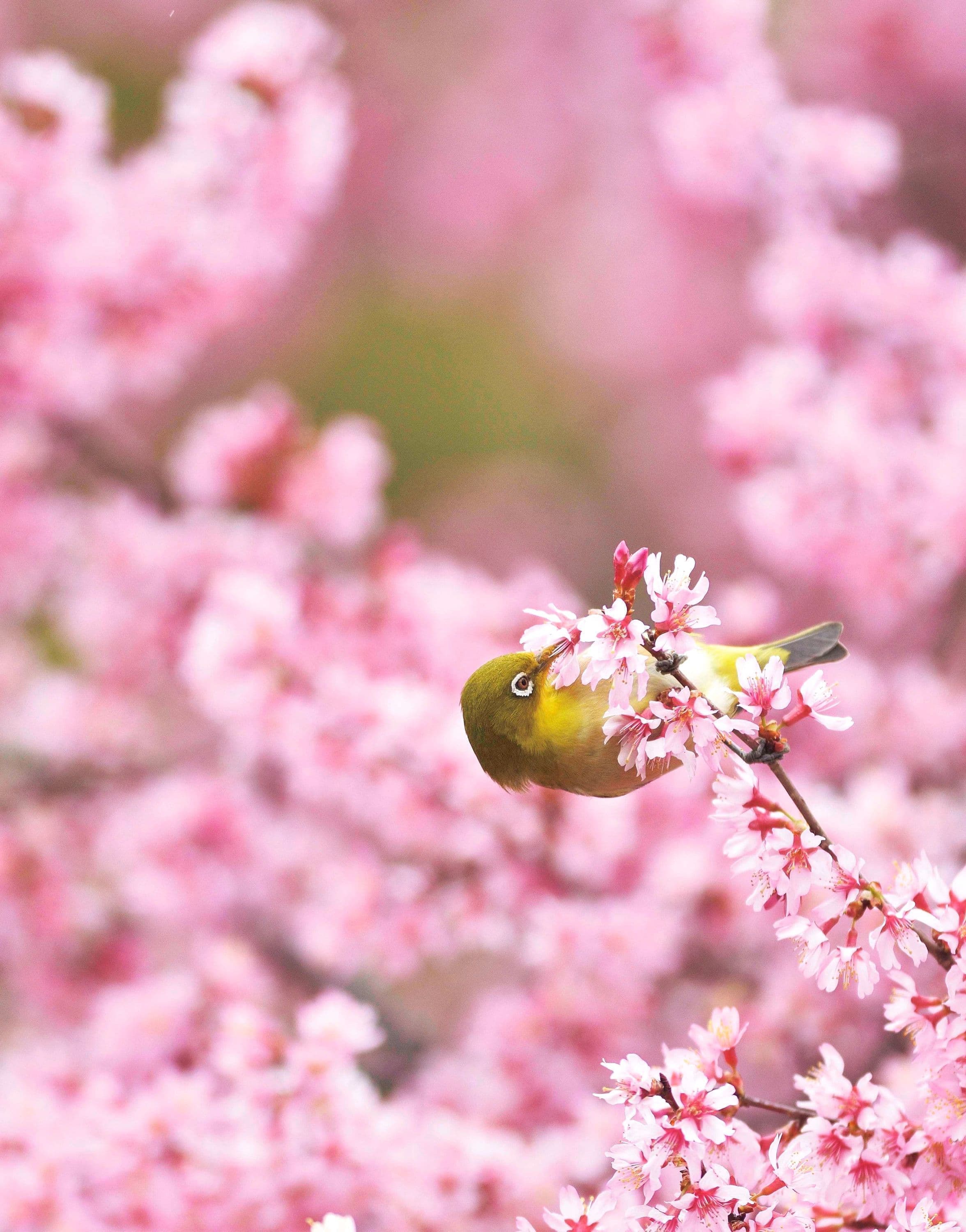 野鳥カレンダー