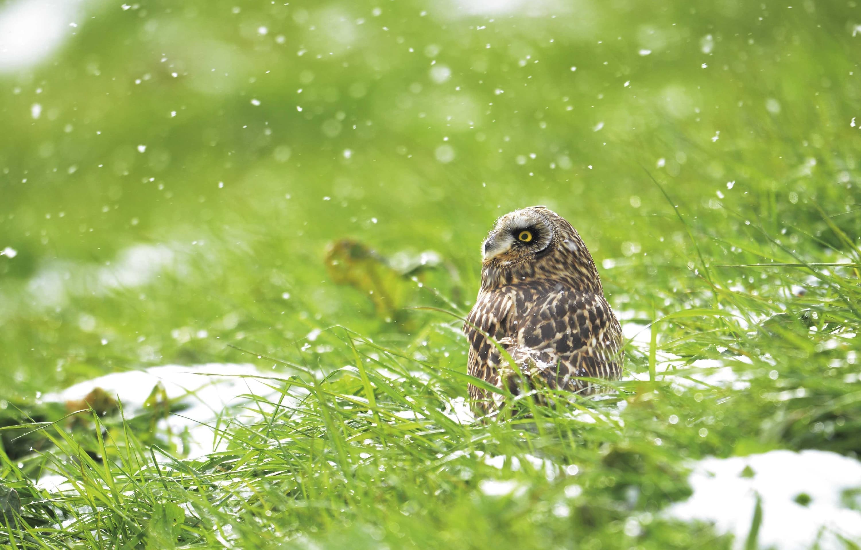 野鳥カレンダー