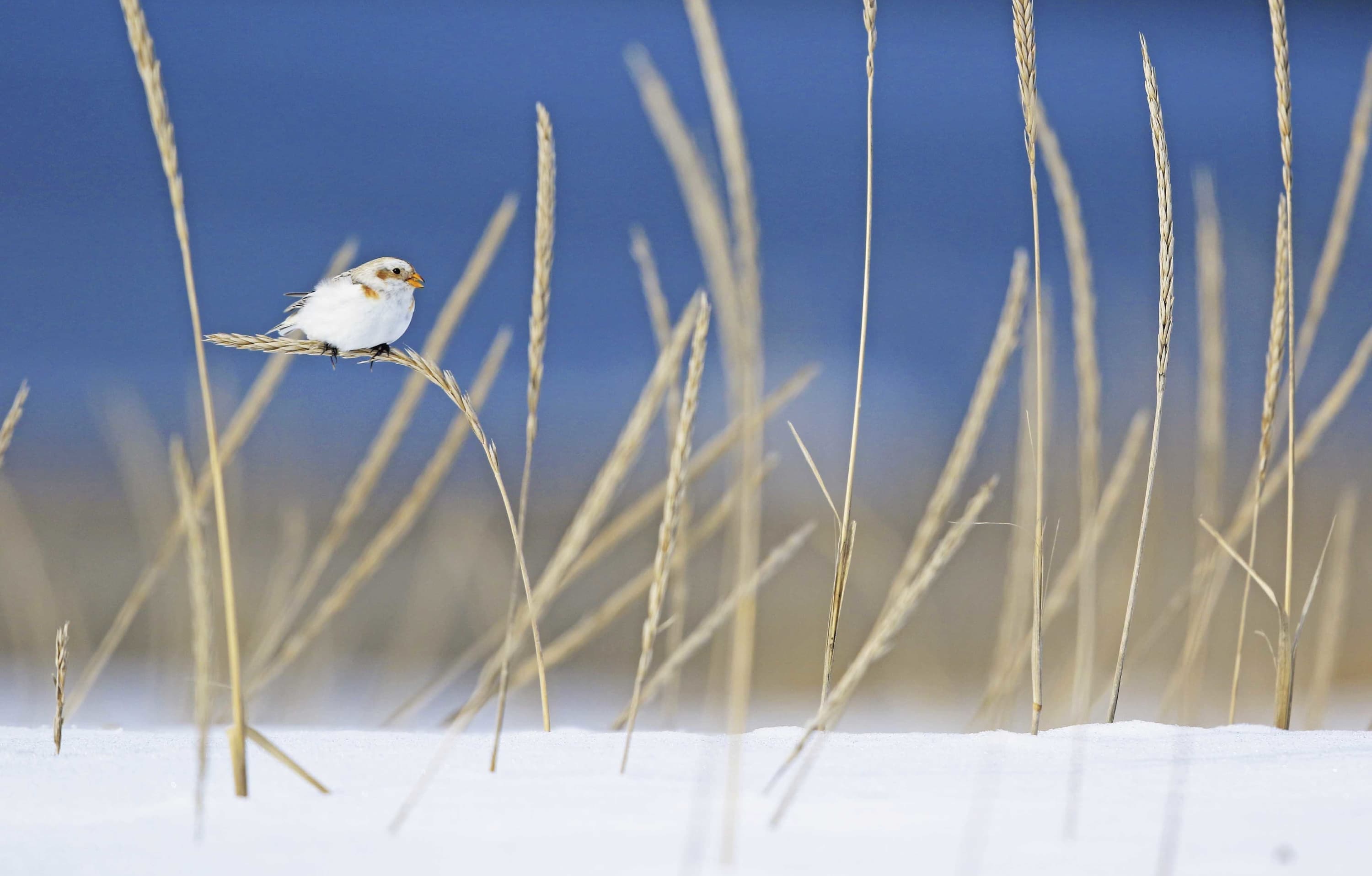 野鳥カレンダー
