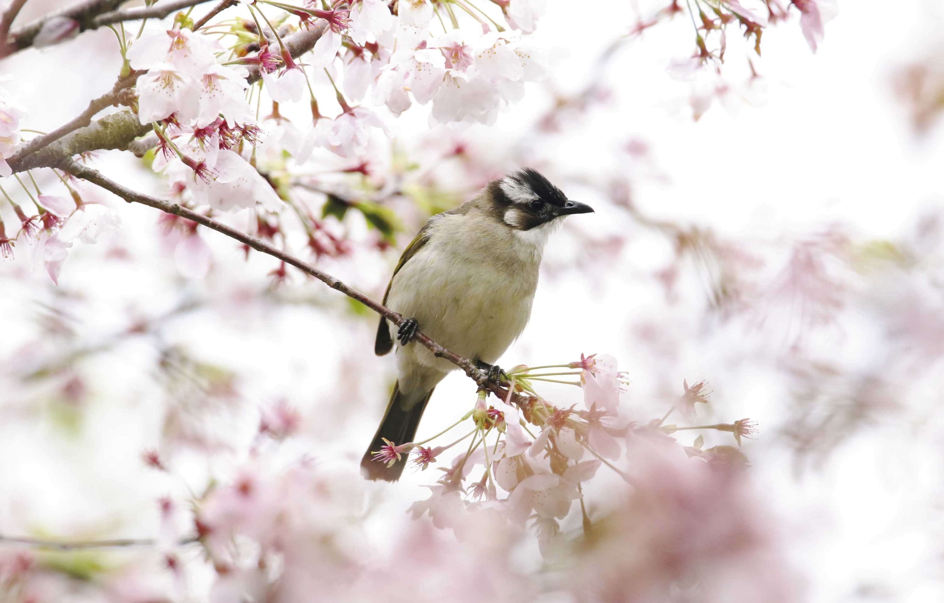 野鳥カレンダー