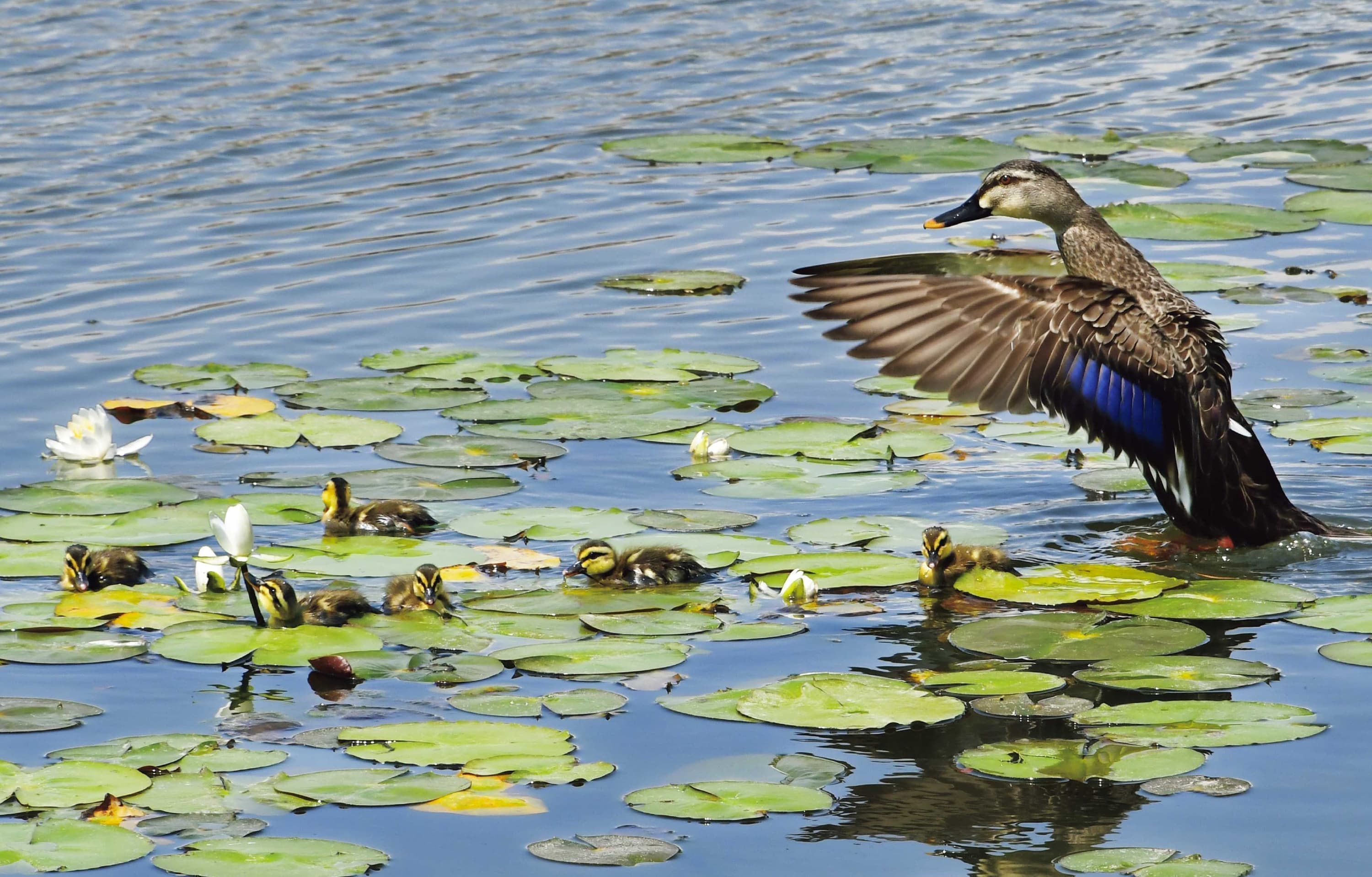 野鳥カレンダー