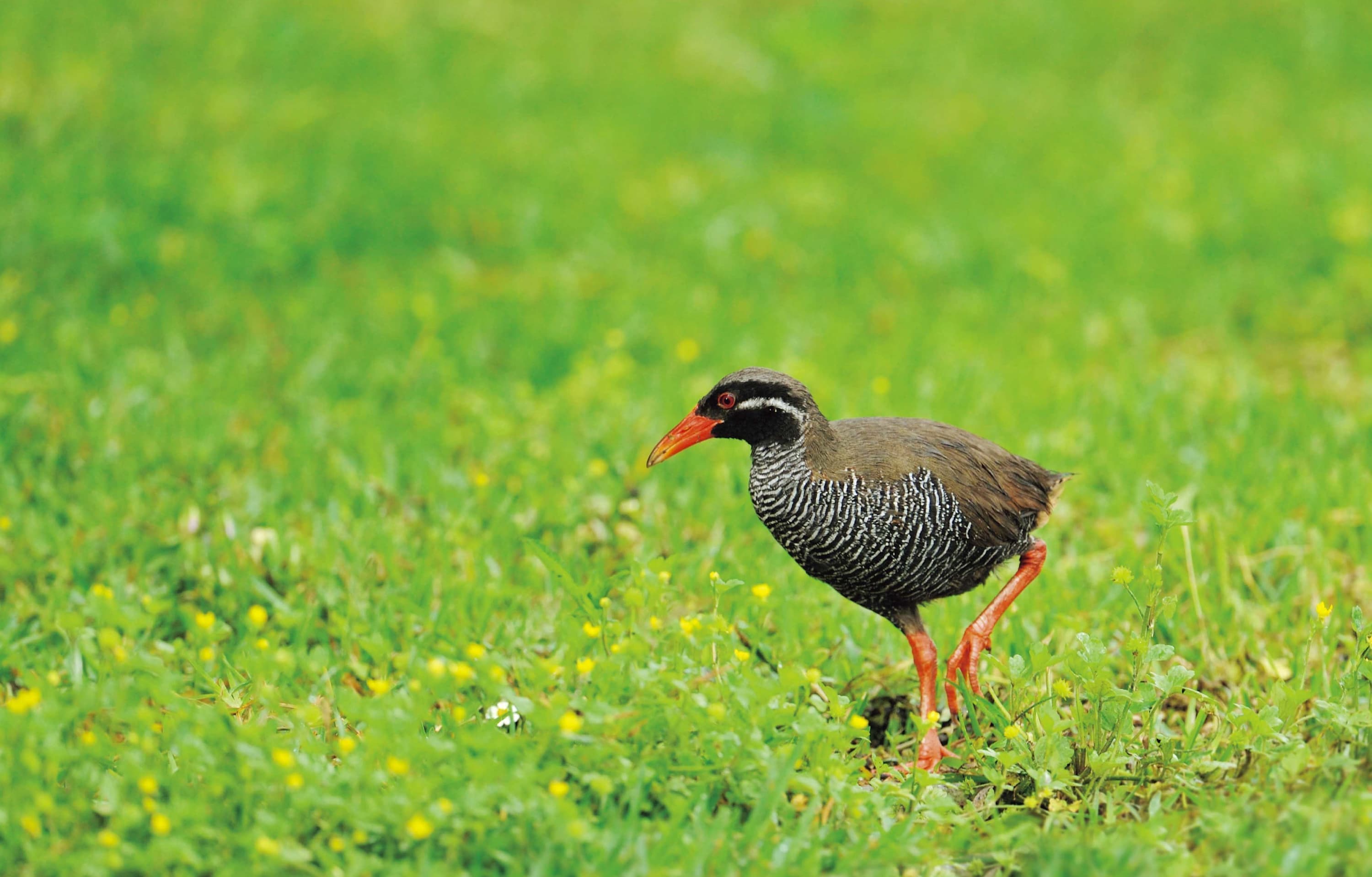 野鳥カレンダー