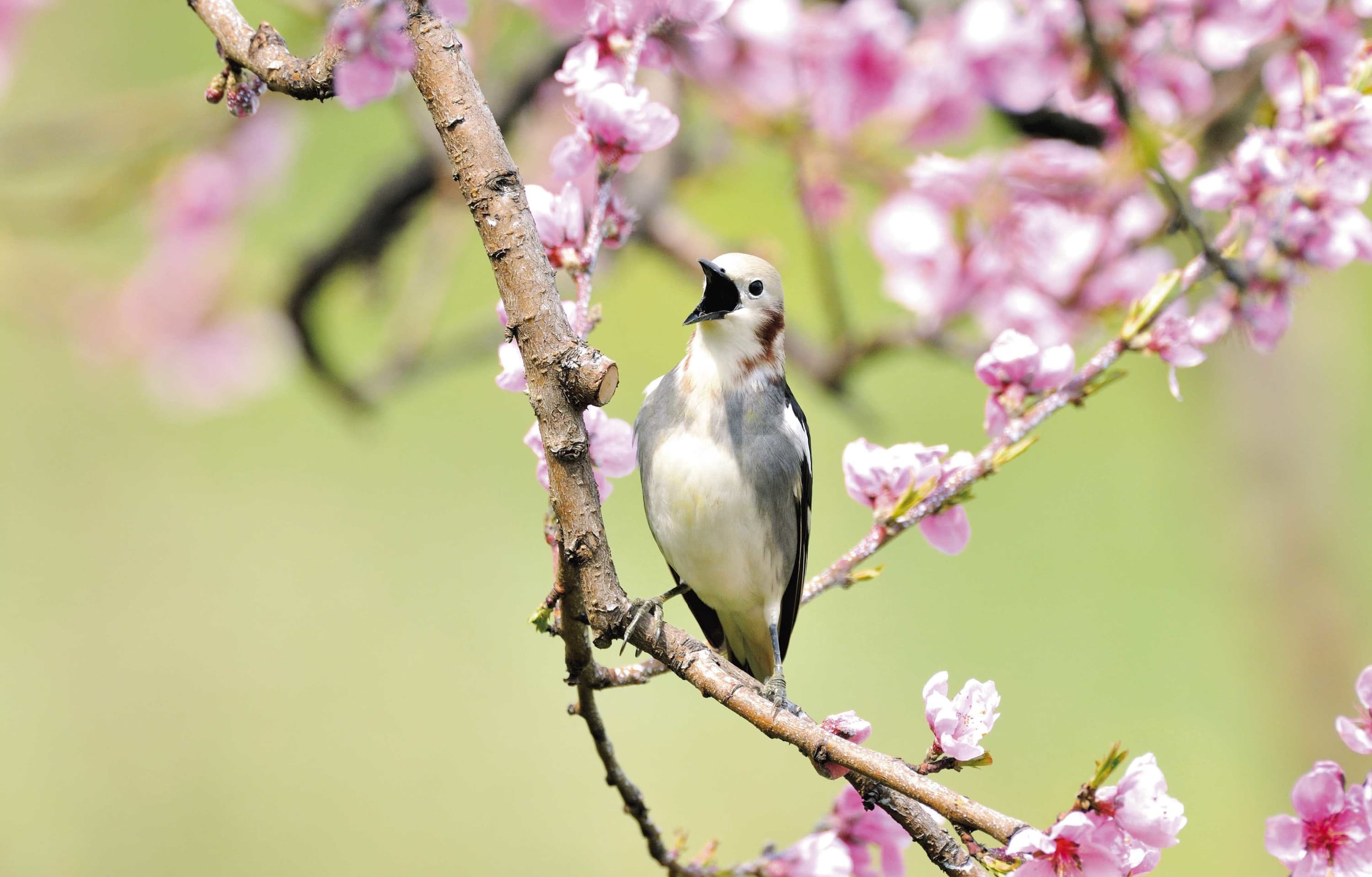 野鳥カレンダー