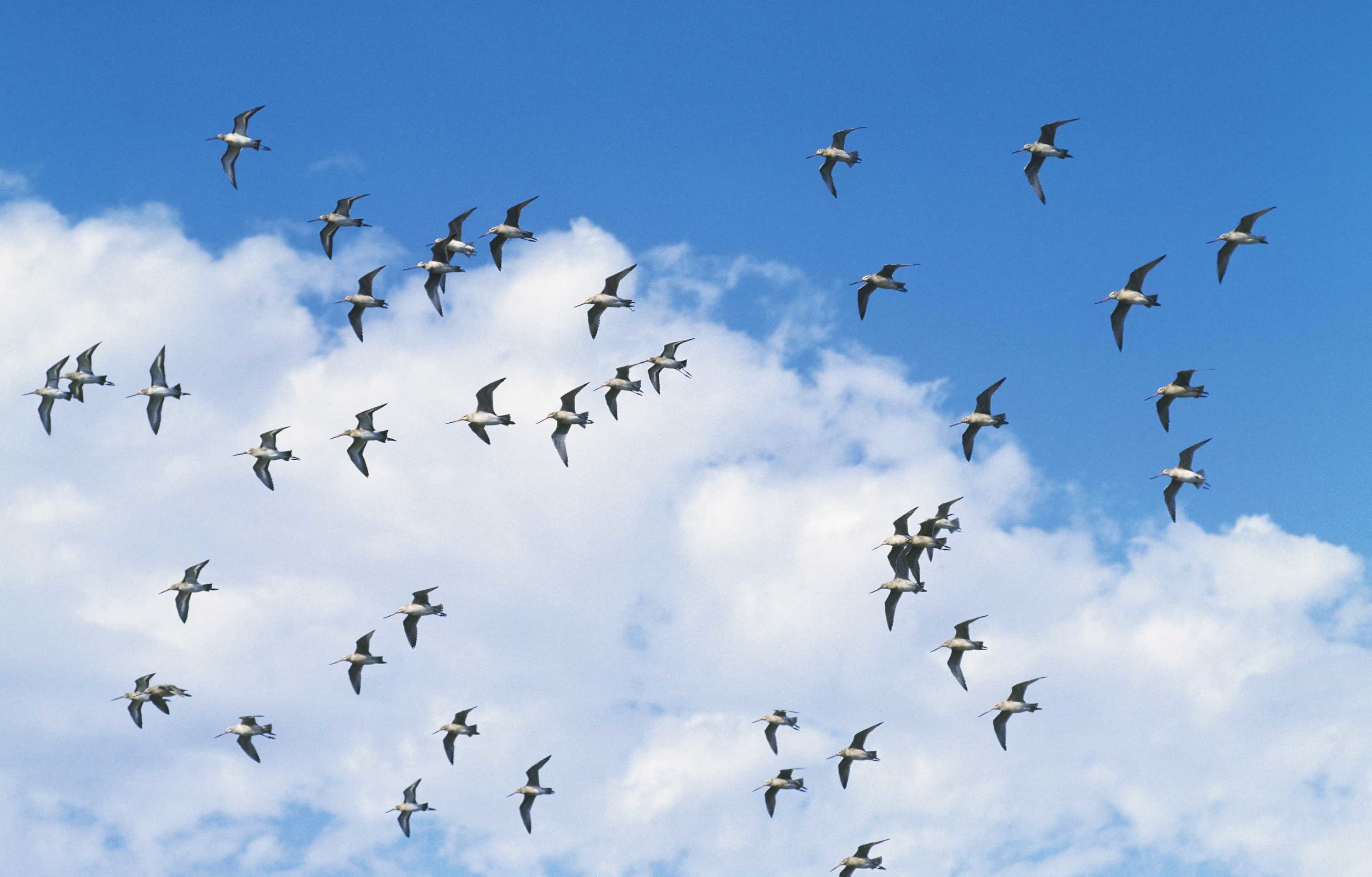 野鳥カレンダー