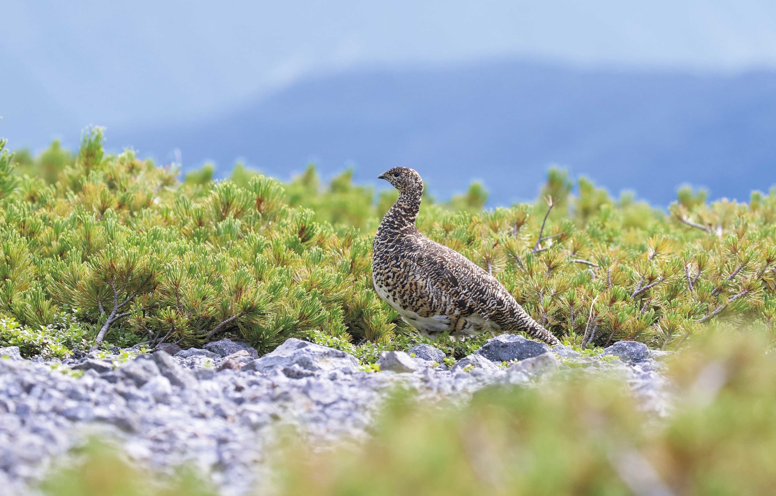 野鳥カレンダー