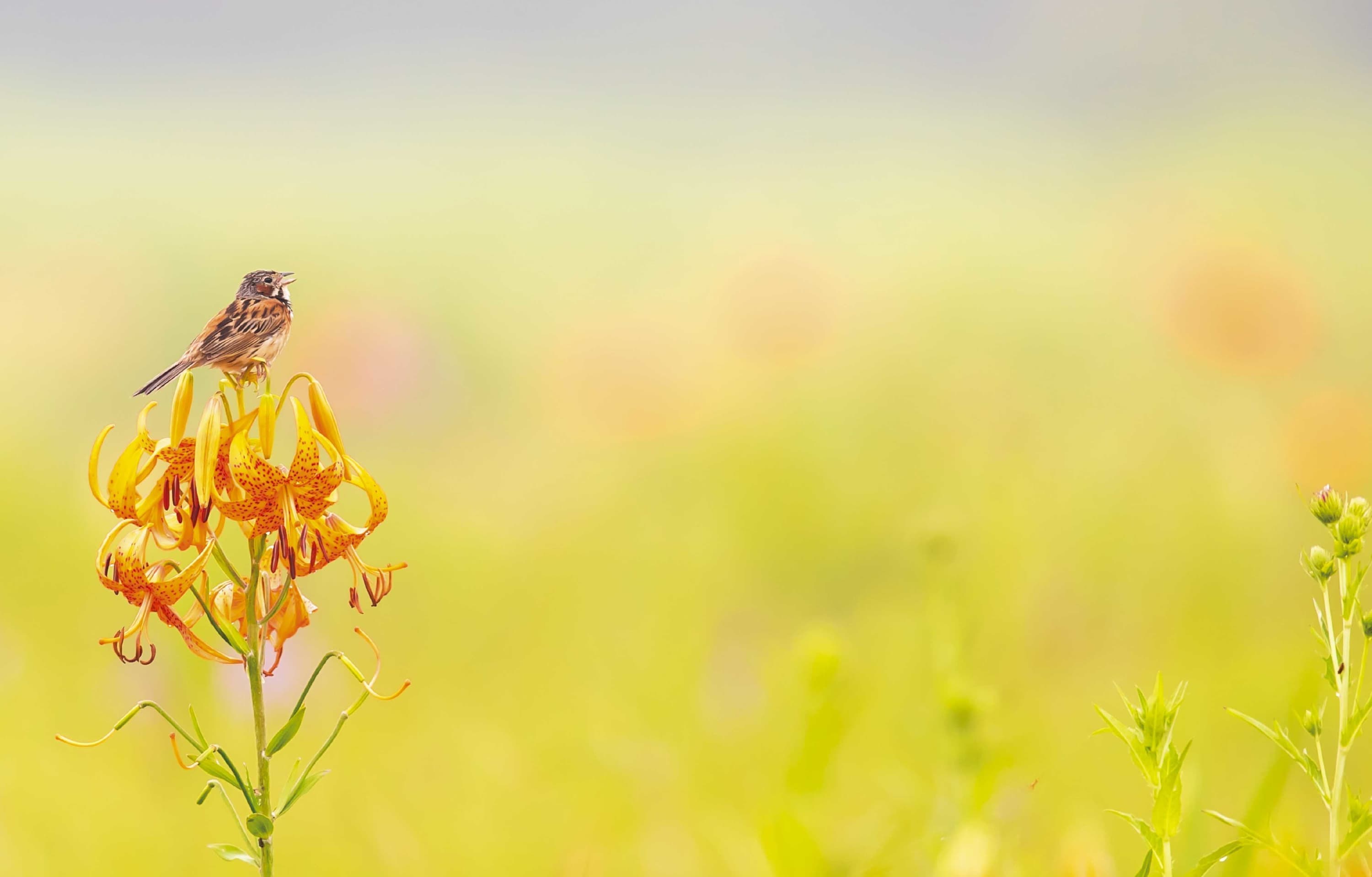 野鳥カレンダー