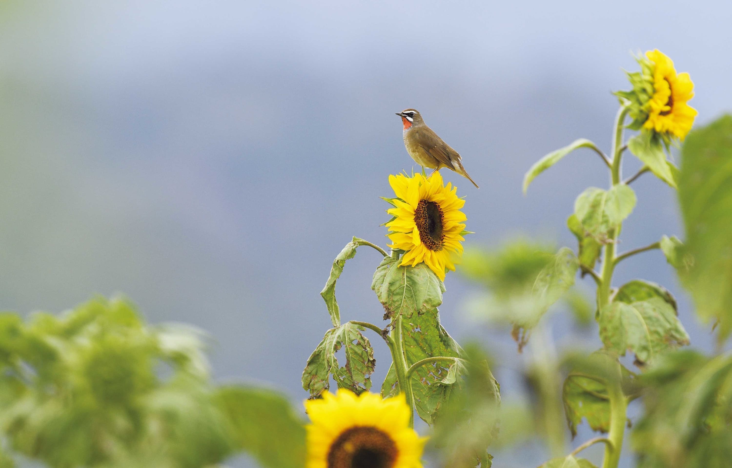 野鳥カレンダー